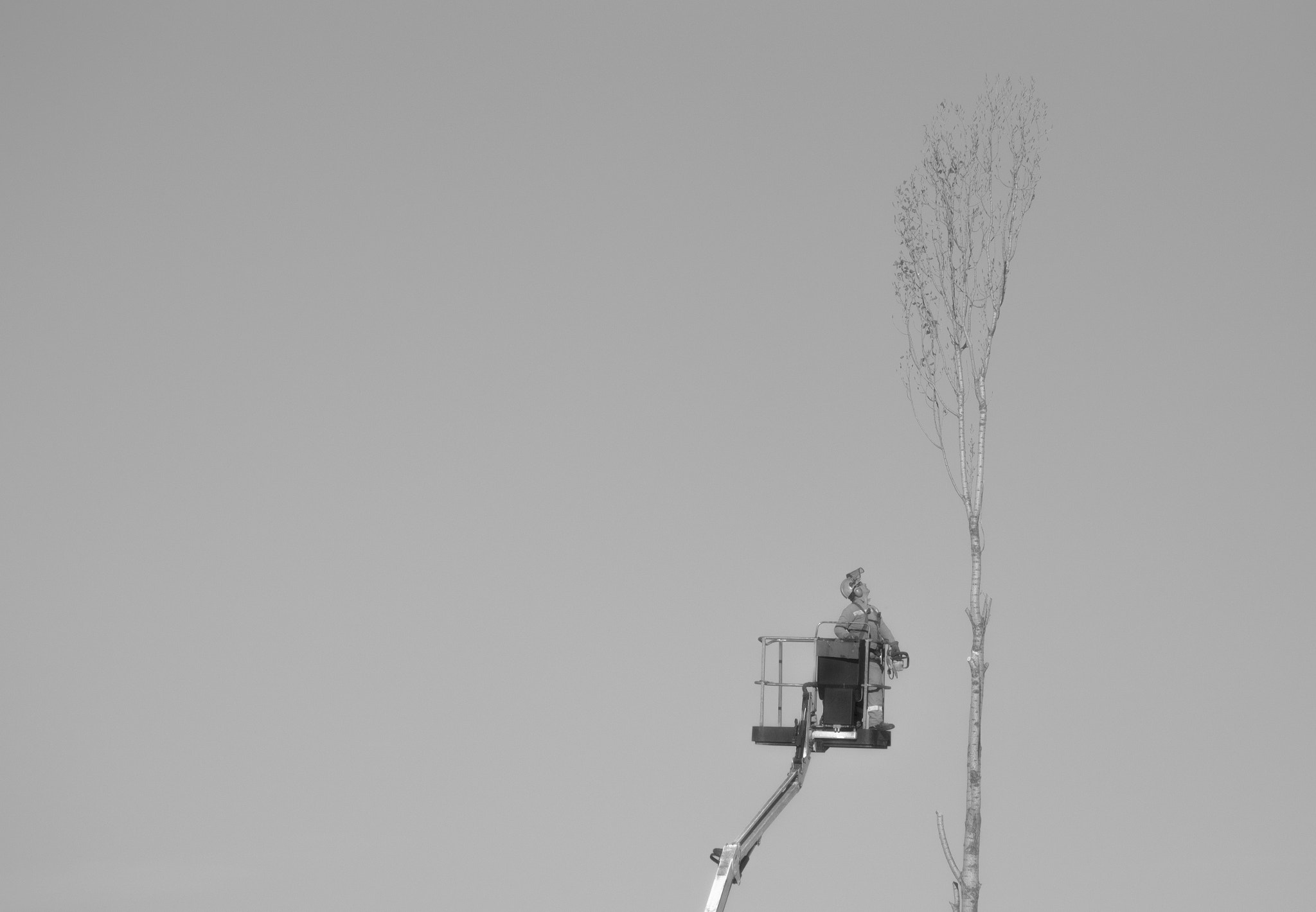 Nikon D3200 sample photo. Mm82a-1610 rsc pln tree d3200 photography