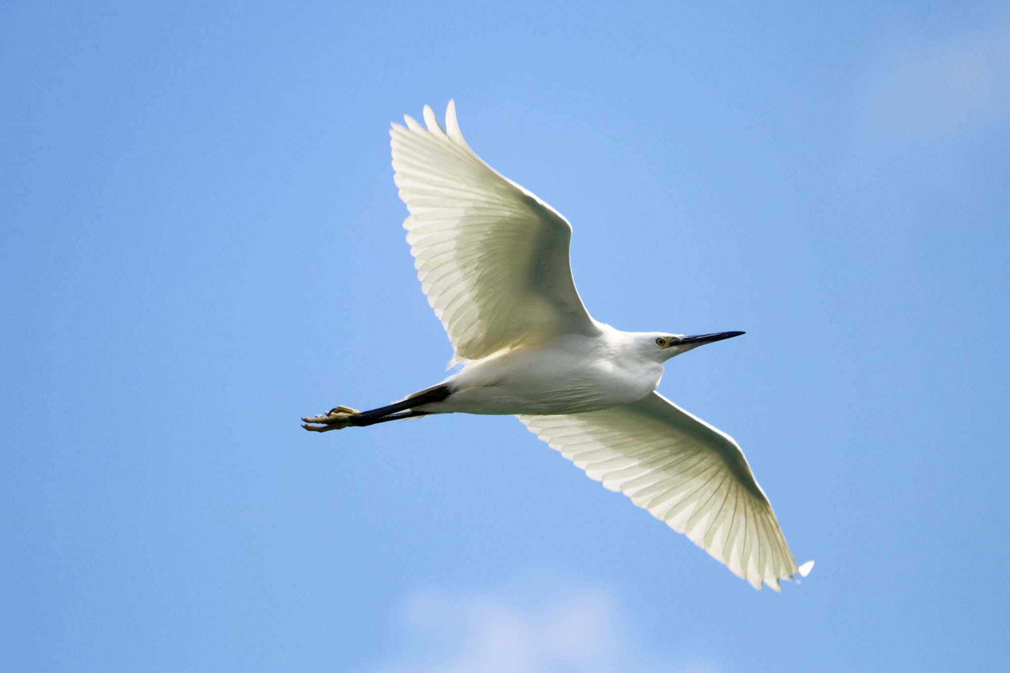 Canon EOS 750D (EOS Rebel T6i / EOS Kiss X8i) + Canon EF-S 55-250mm F4-5.6 IS STM sample photo. Little egret photography