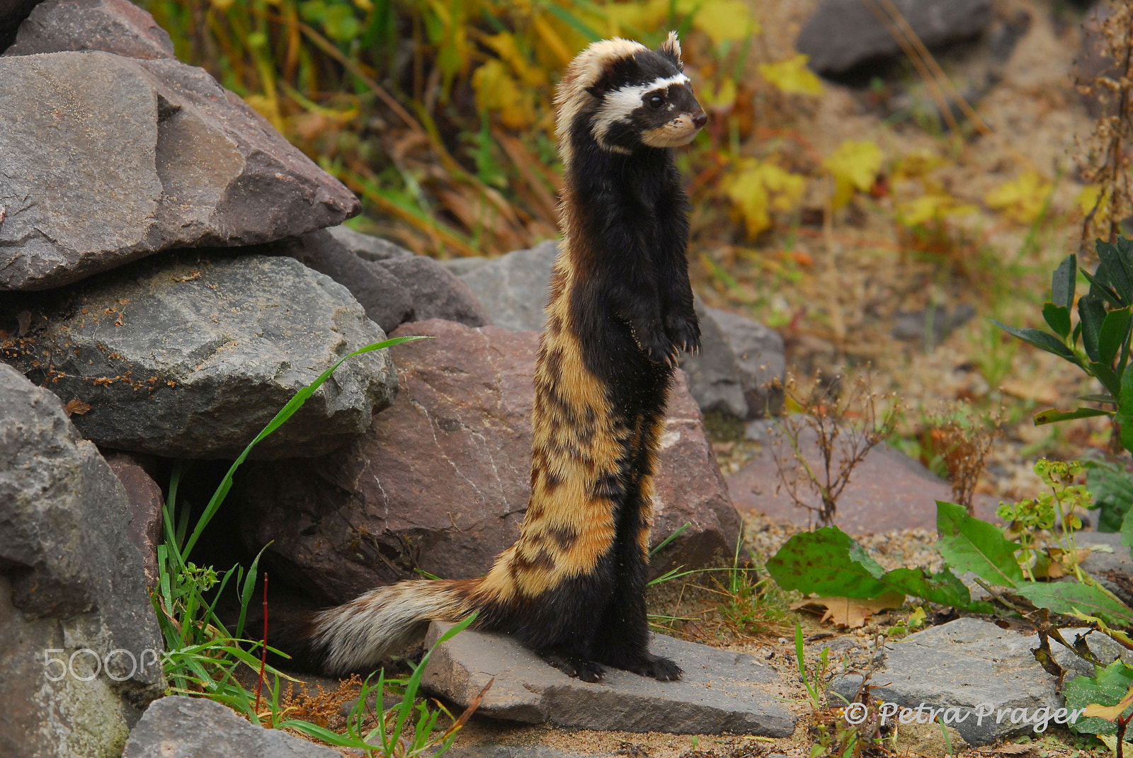 Nikon D200 sample photo. Tigeriltis photography