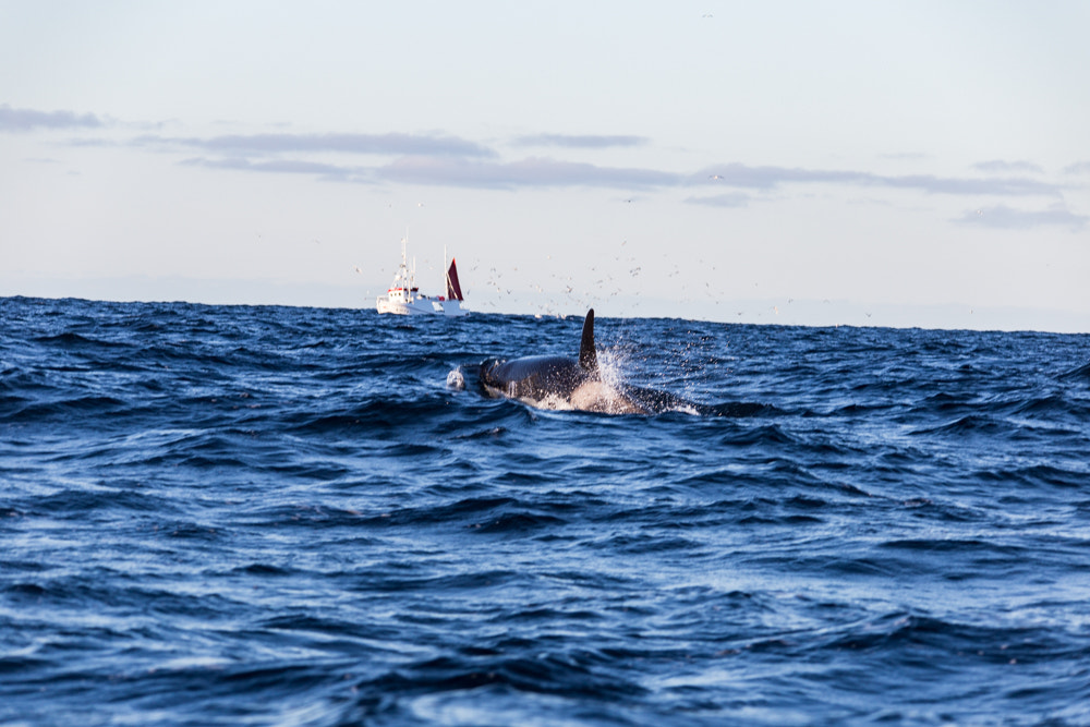 Sigma 150-500mm F5-6.3 DG OS HSM sample photo. Orca hunting photography
