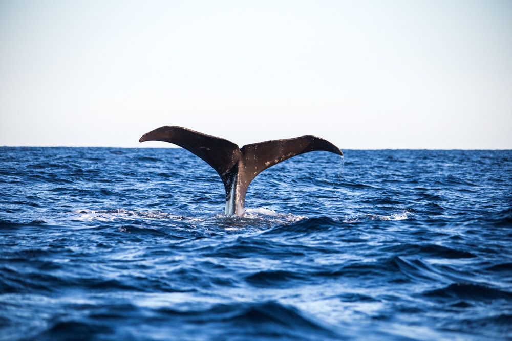 Canon EOS 6D + Sigma 150-500mm F5-6.3 DG OS HSM sample photo. Whale diving photography