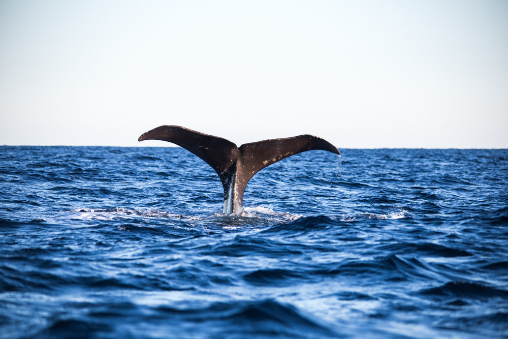 Sigma 150-500mm F5-6.3 DG OS HSM sample photo. Whale diving photography