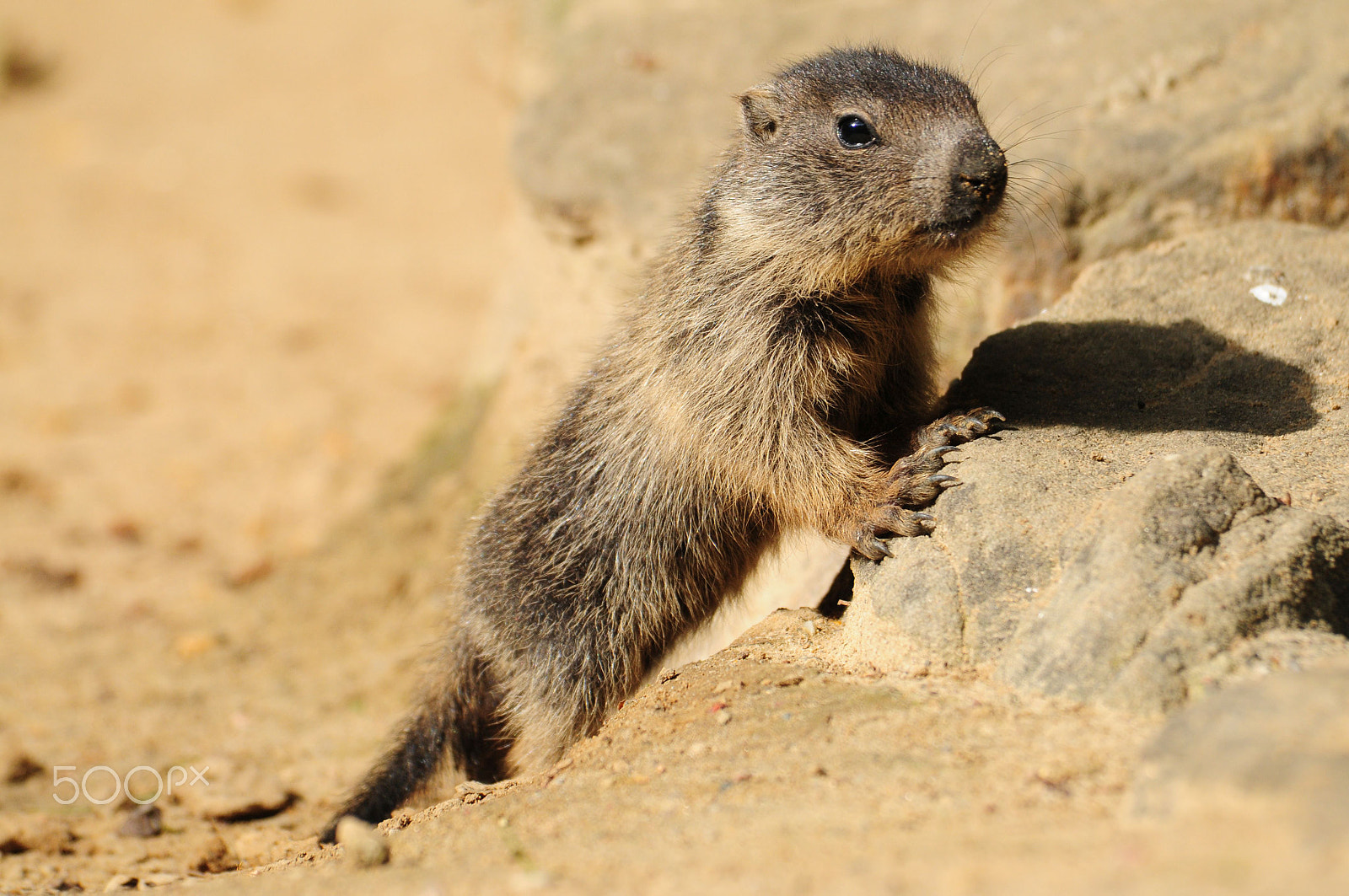 Nikon D300 sample photo. Baby marmot photography