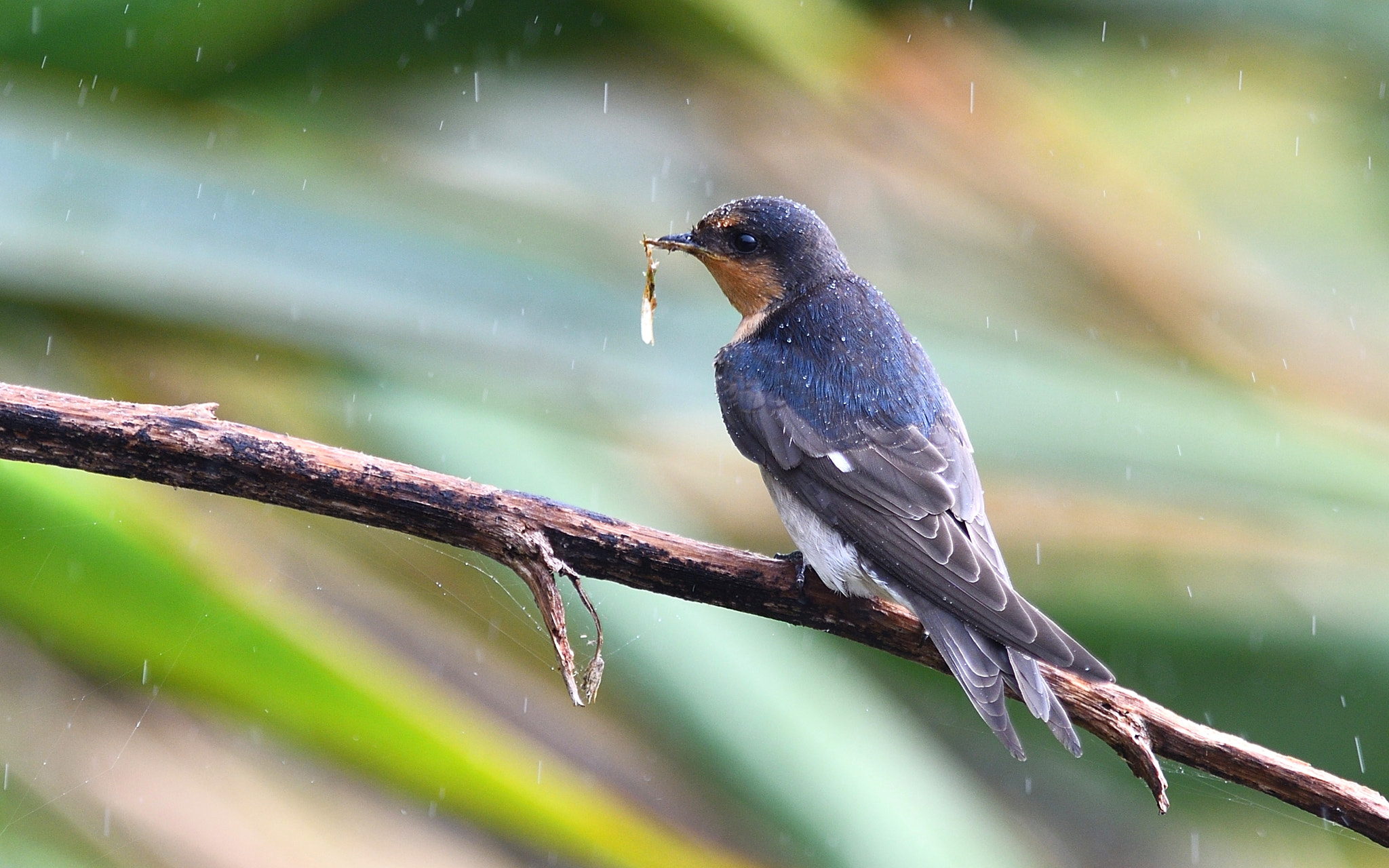 Nikon AF-S Nikkor 300mm F2.8G ED VR II sample photo. Wellcome swallow photography
