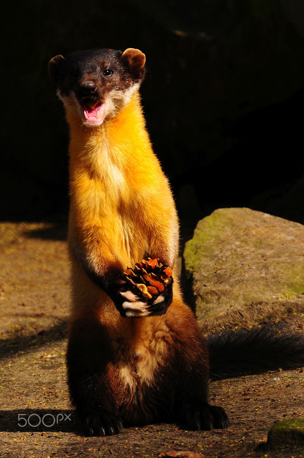 Nikon D300 sample photo. Marten- buntmarder photography