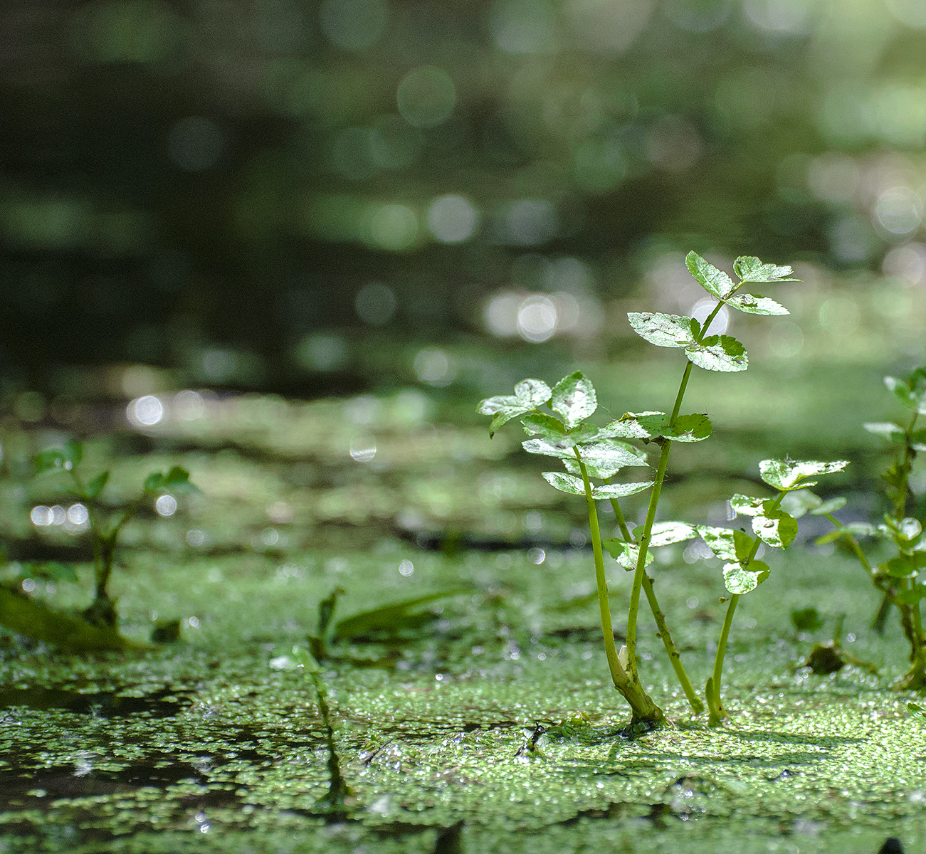 Nikon D3000 sample photo. Mm00a-1606 parpin pln pond d3000 photography