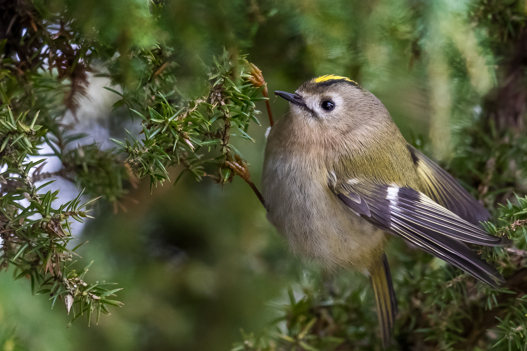 M.300mm F4.0 + MC-14 sample photo. Goldcrest trying to survive the freezing temperatu photography