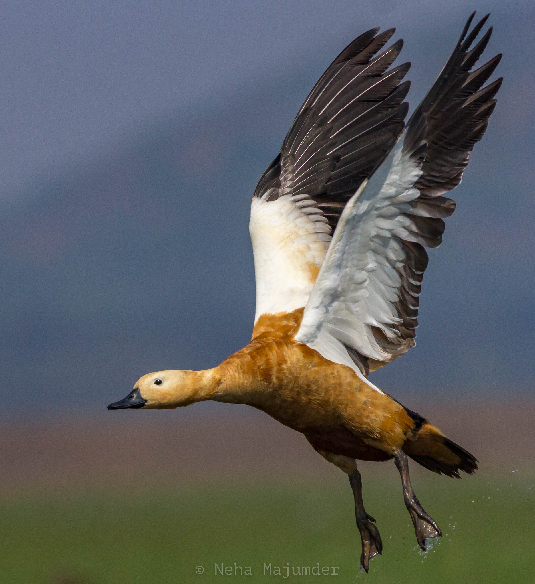 Canon EOS 60D + Canon EF 400mm F5.6L USM sample photo. Ruddy shelduck photography