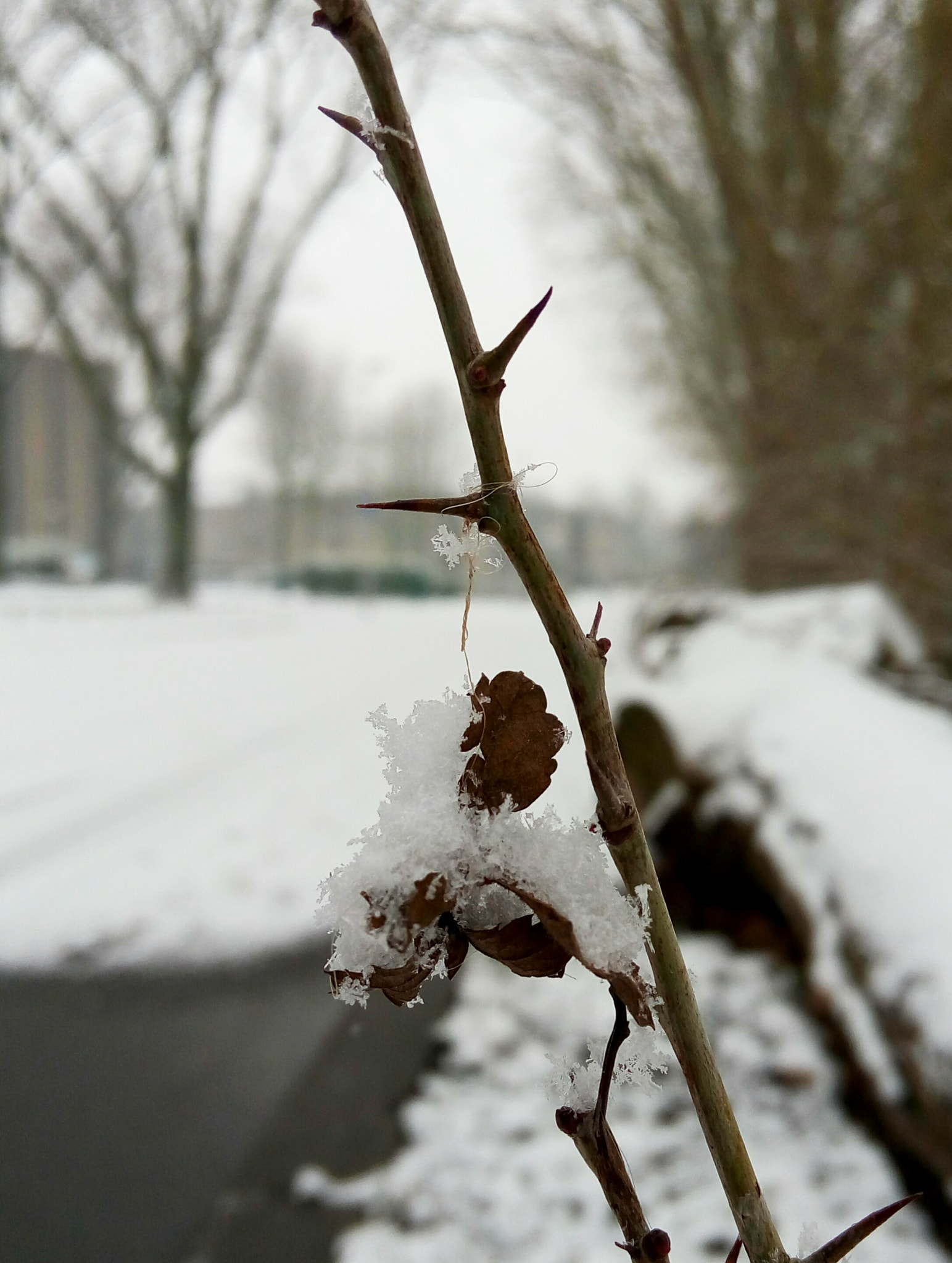 Meizu m1 note sample photo