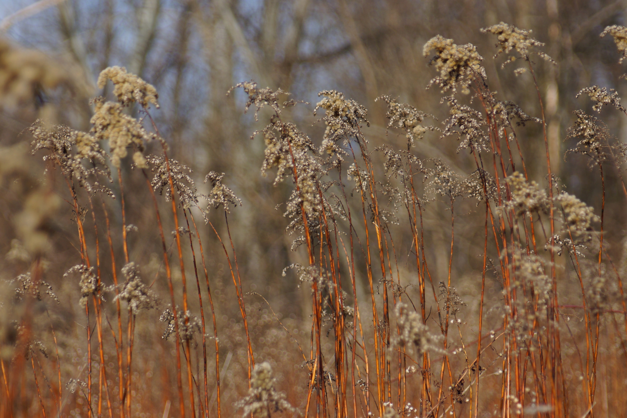 Sony SLT-A65 (SLT-A65V) + Minolta AF 70-210mm F4.5-5.6 [II] sample photo. Brown and grey  photography