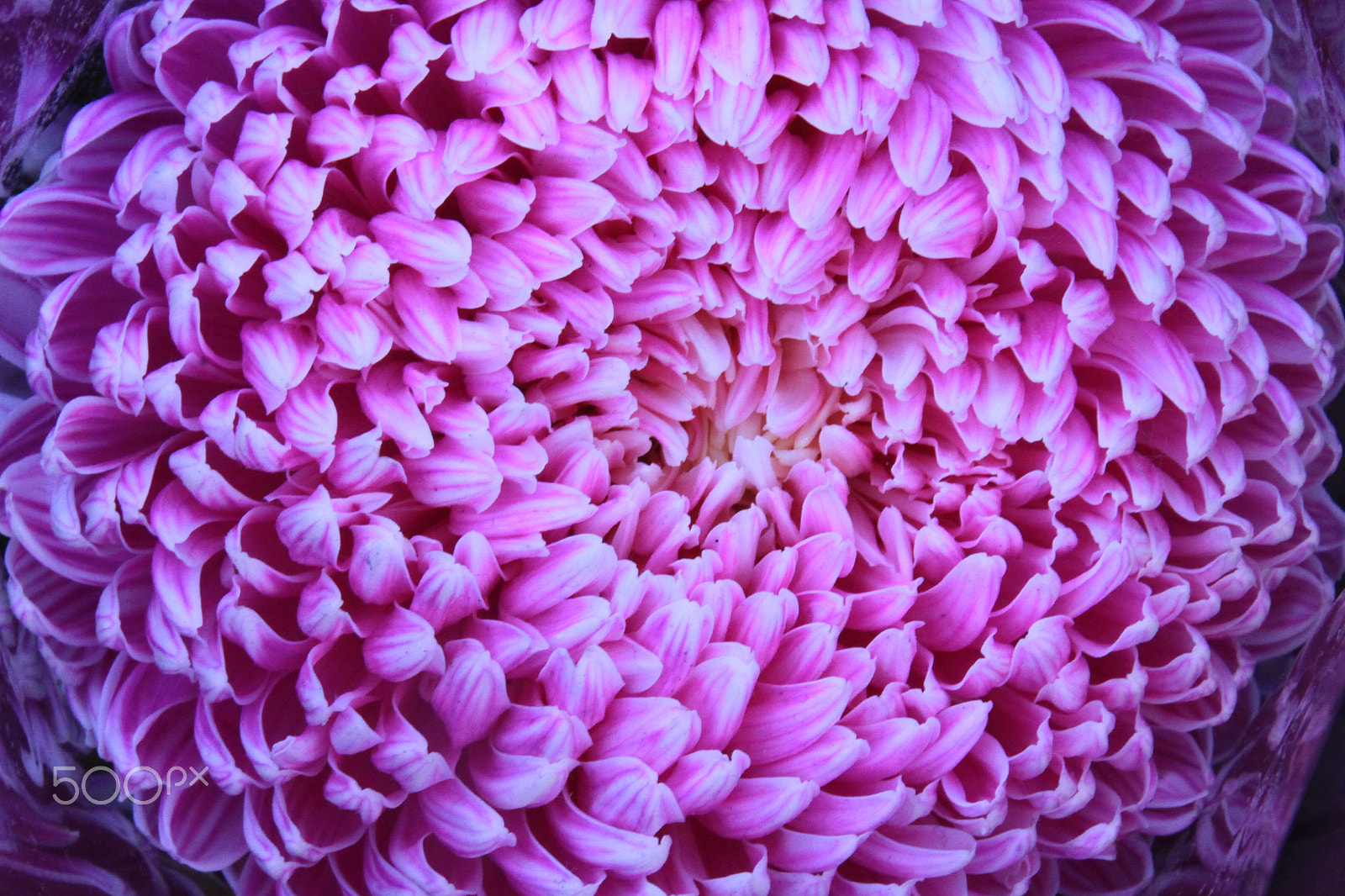 Canon EOS 50D sample photo. Img photography