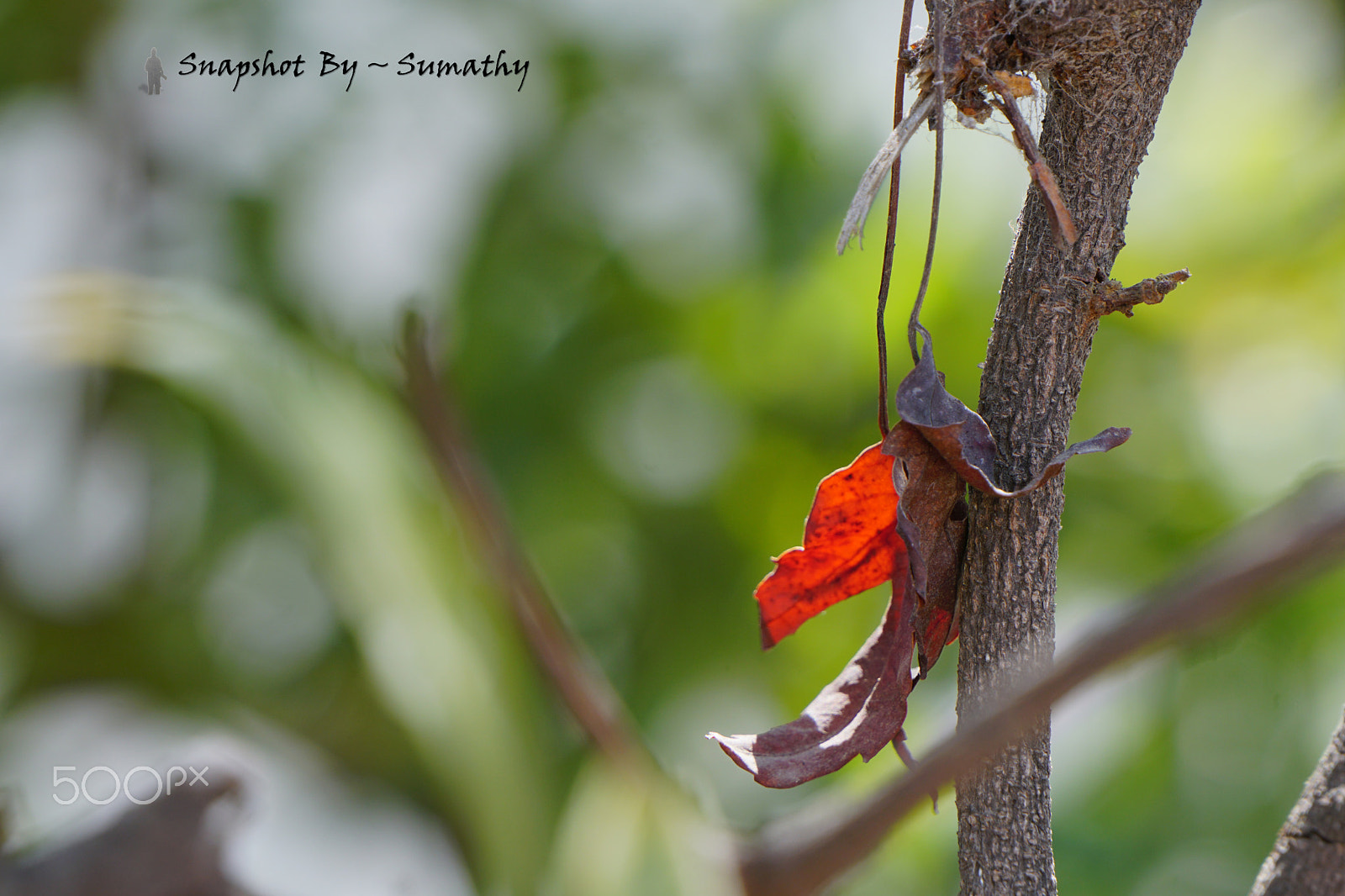 Sony a6300 sample photo. Colorful leaf photography