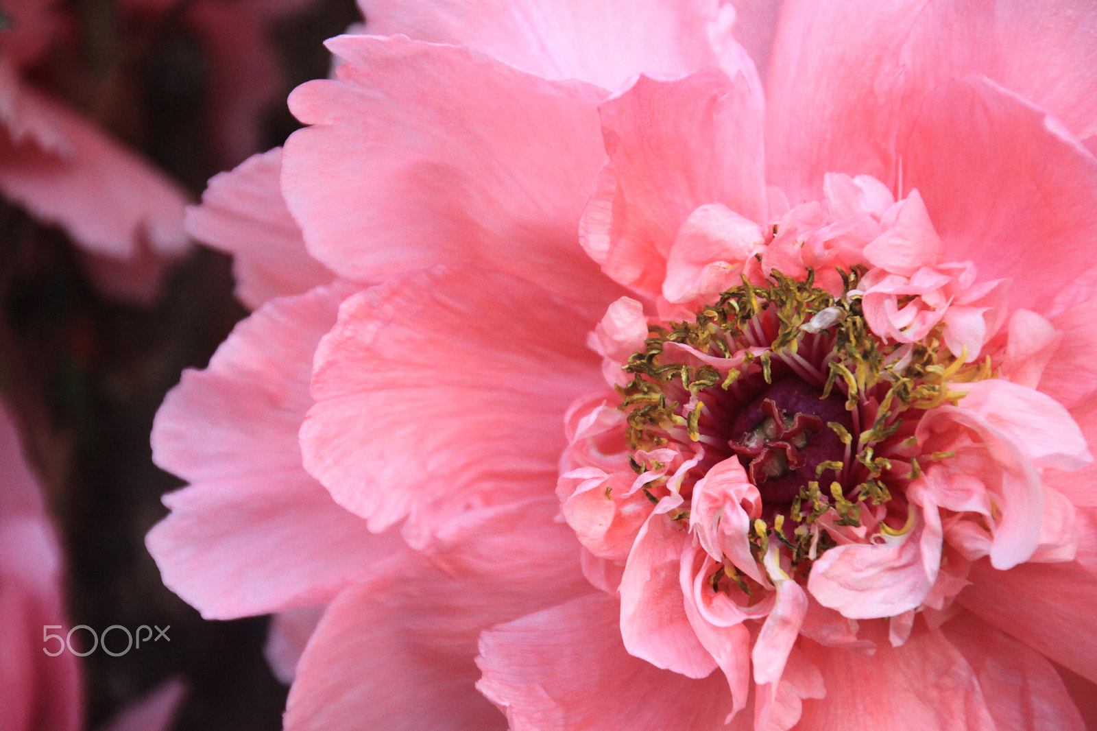 Canon EOS 50D sample photo. Img photography