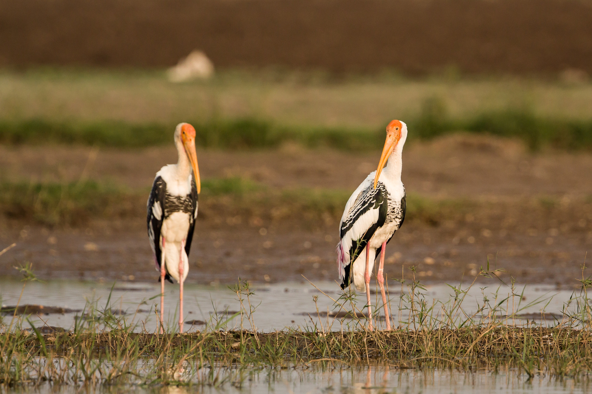 Canon EOS 700D (EOS Rebel T5i / EOS Kiss X7i) + Canon EF 300mm F2.8L IS II USM sample photo. The painted stork is a large wader in the stork fa ... photography