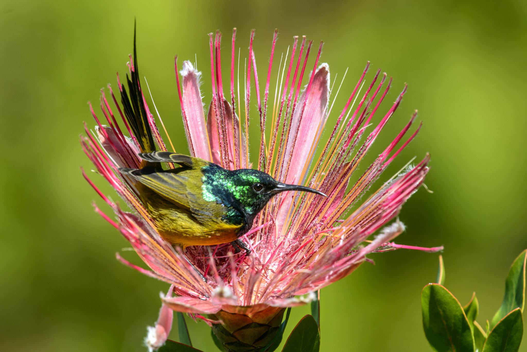 Nikon Nikkor AF-S 300mm F4E PF ED VR sample photo. Sunbird in protea photography
