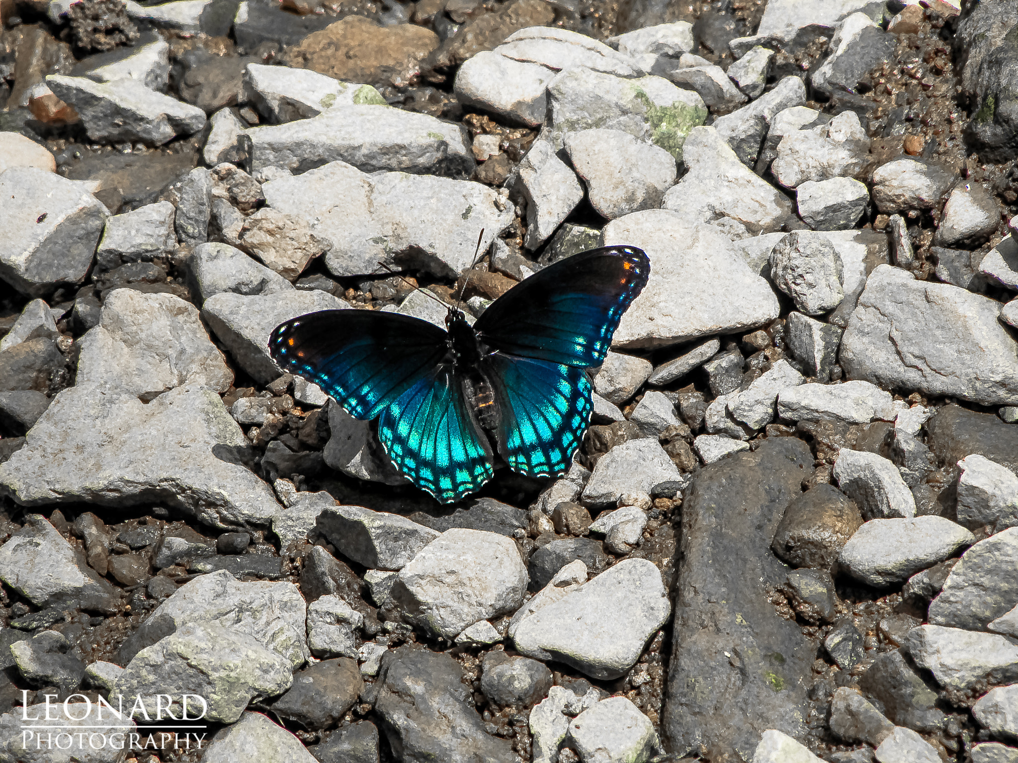 Canon PowerShot SX1 IS sample photo. Red spotted purple photography