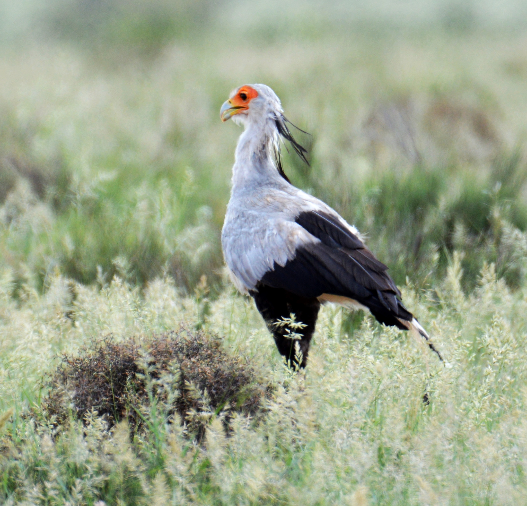 Nikon D3200 sample photo. Secretarybird photography