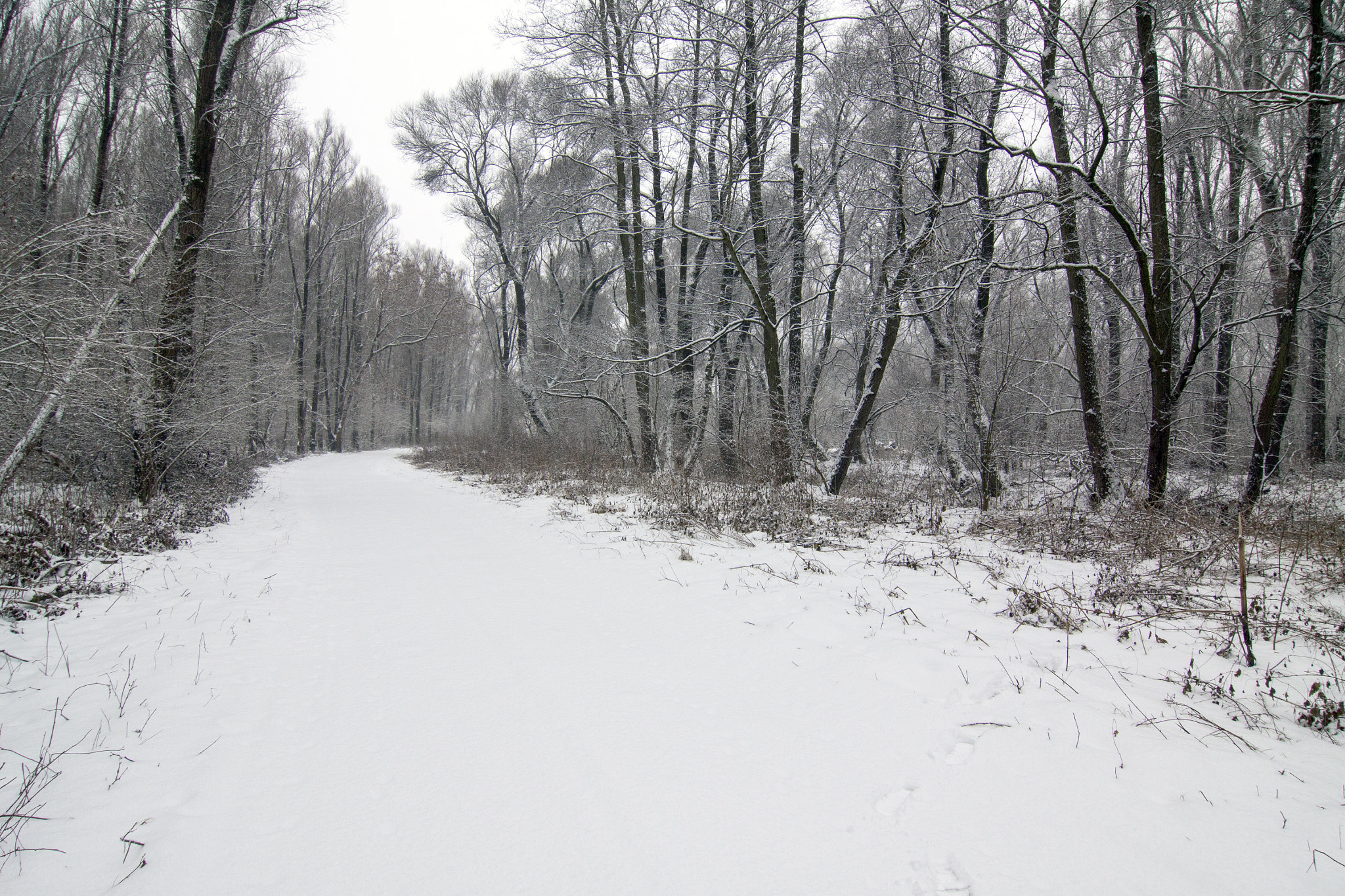 Tokina AT-X Pro 12-24mm F4 (IF) DX sample photo. Winter forest i photography