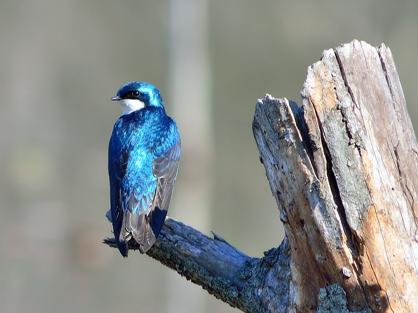 AF Zoom-Nikkor 75-300mm f/4.5-5.6 sample photo. Meditating tree swallow photography