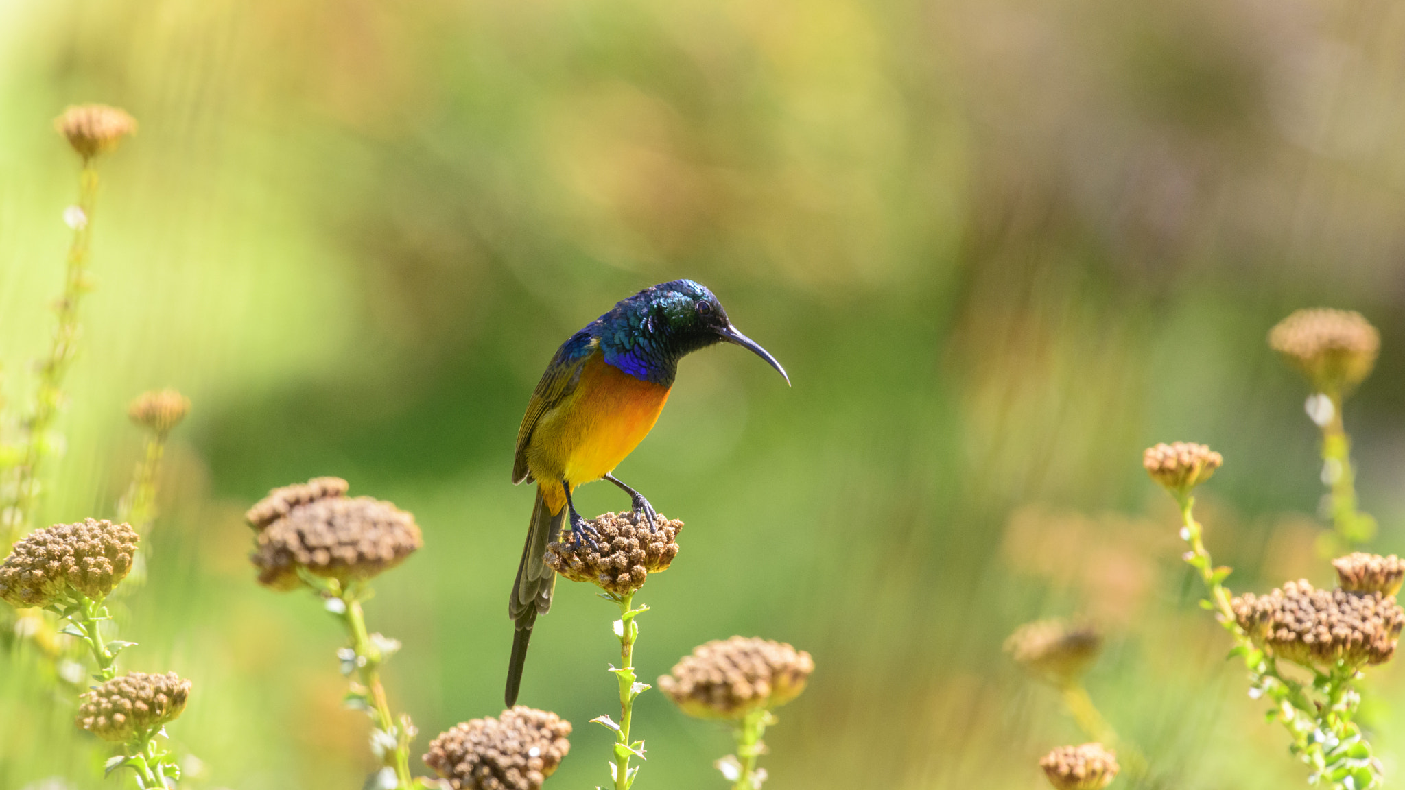 Nikon Nikkor AF-S 300mm F4E PF ED VR sample photo. Avian contemplation photography
