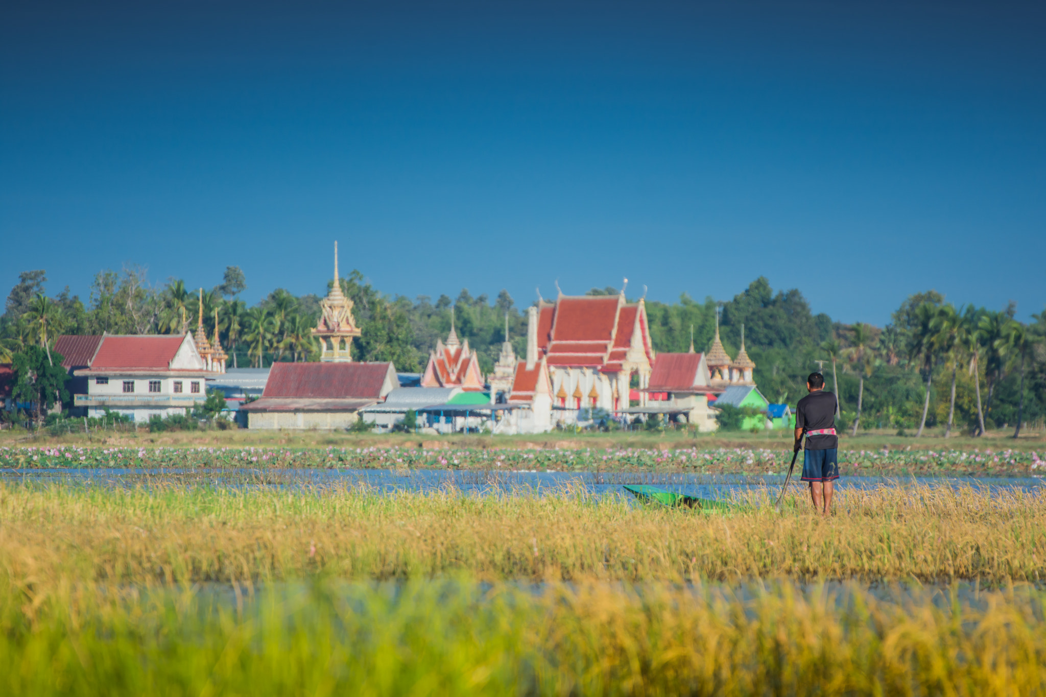 Nikon D7200 + Tamron SP 70-300mm F4-5.6 Di VC USD sample photo. Thai farmer photography