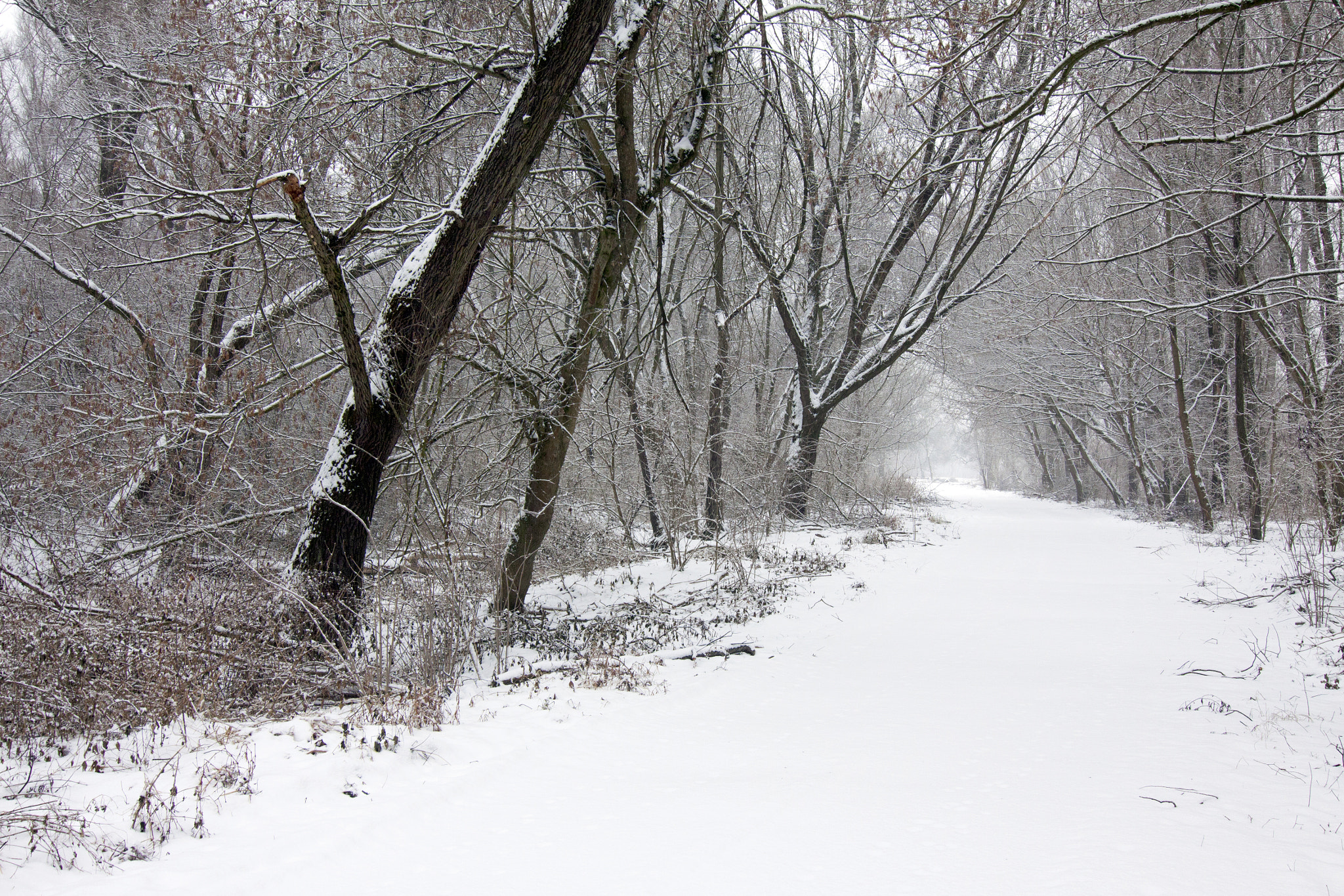 Tokina AT-X Pro 12-24mm F4 (IF) DX sample photo. Winter forest iii photography