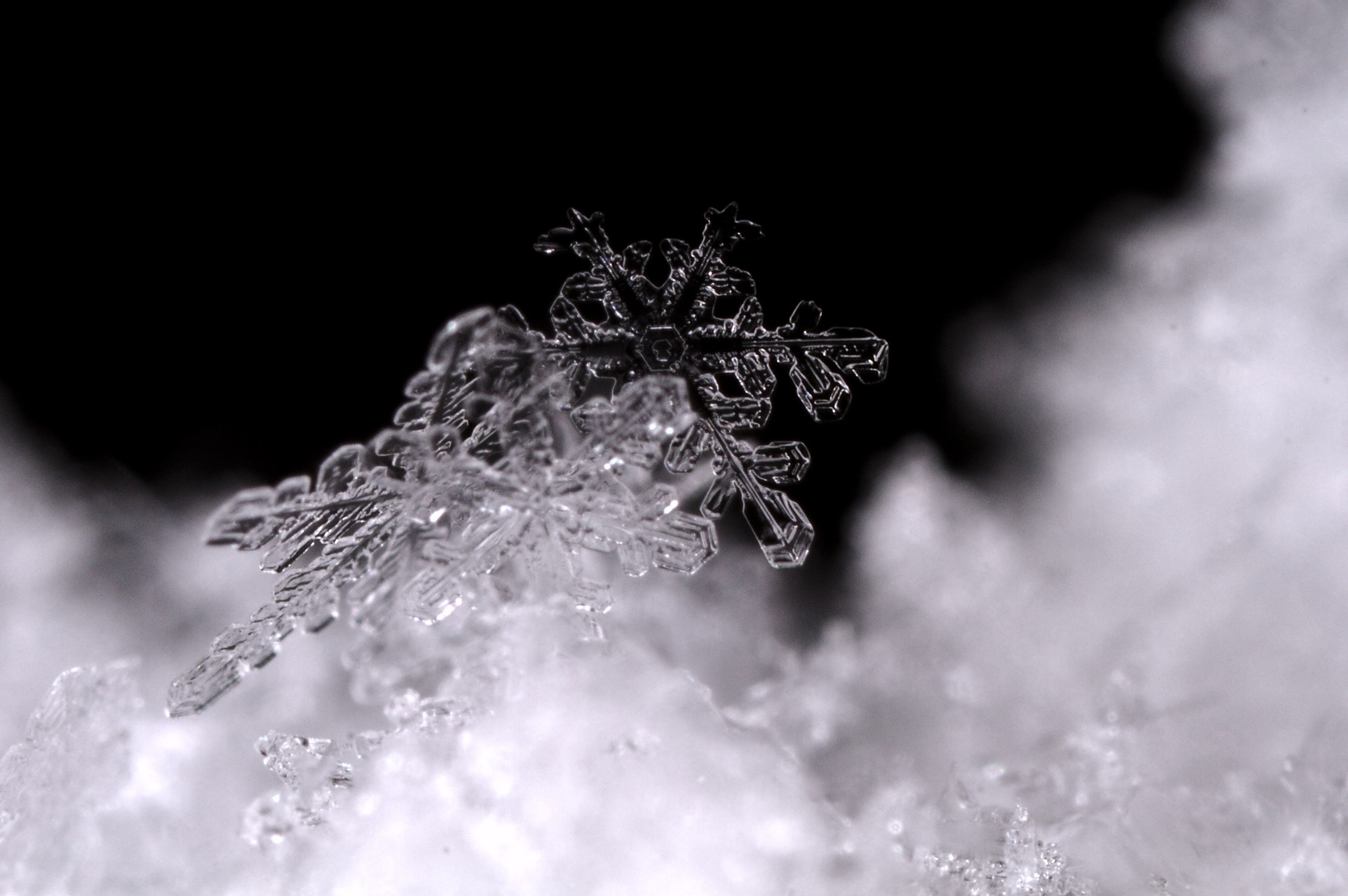 Canon MP-E 65mm F2.5 1-5x Macro Photo sample photo. Snow /2 photography