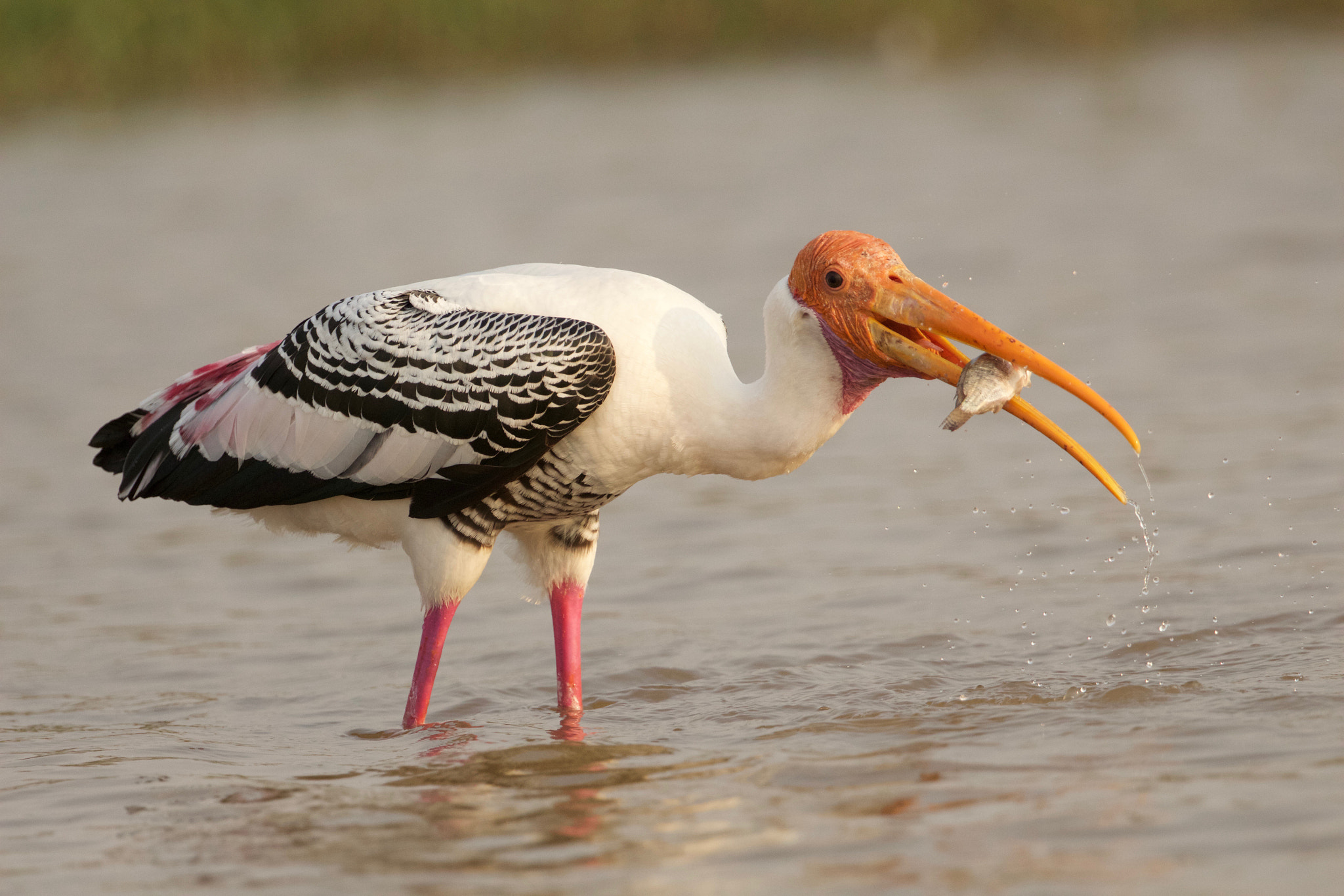 Canon EOS 700D (EOS Rebel T5i / EOS Kiss X7i) + Canon EF 300mm F2.8L IS II USM sample photo. The painted stork photography