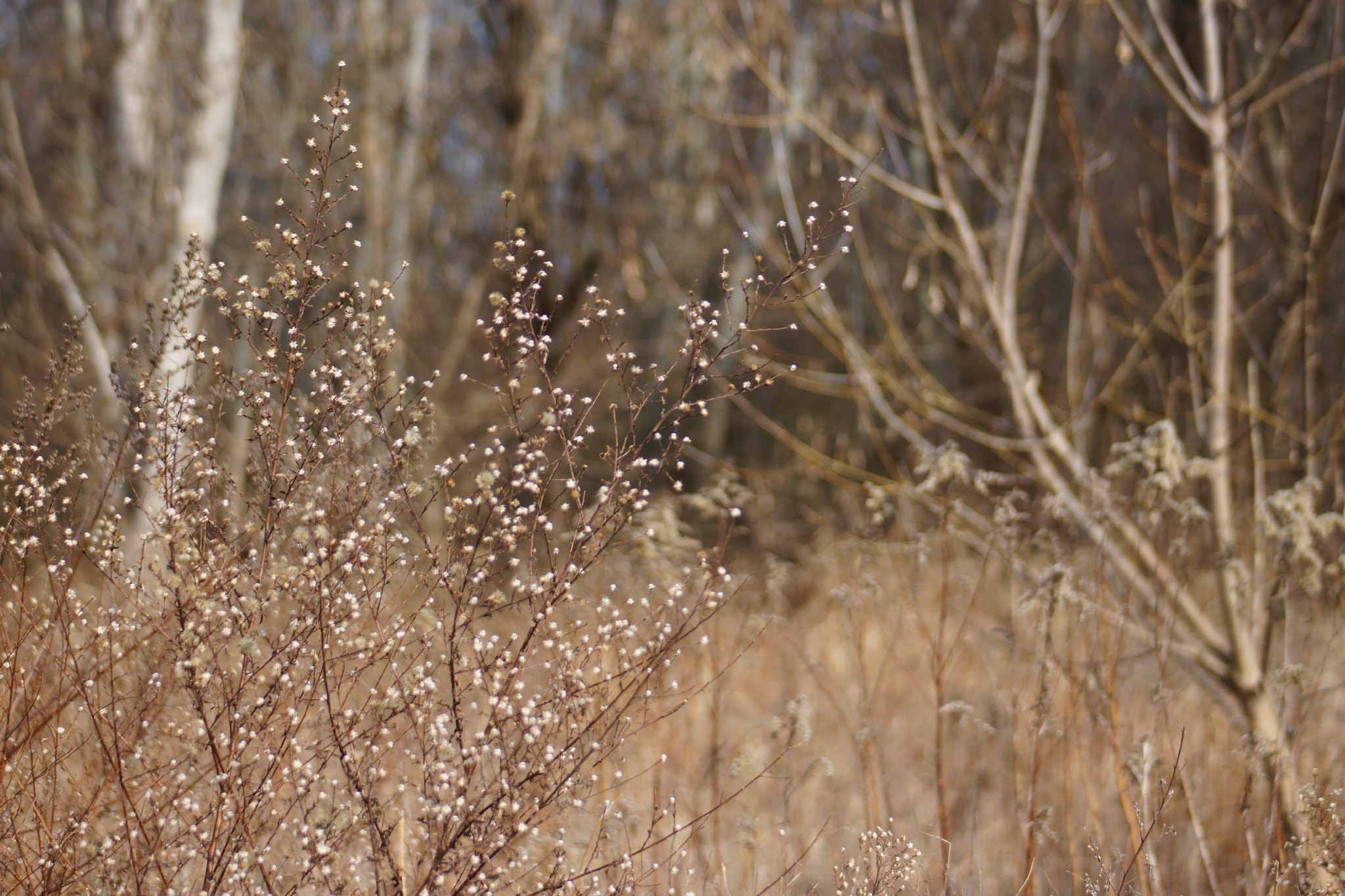 Sony SLT-A65 (SLT-A65V) + Minolta AF 70-210mm F4.5-5.6 [II] sample photo. Brown grey and white photography