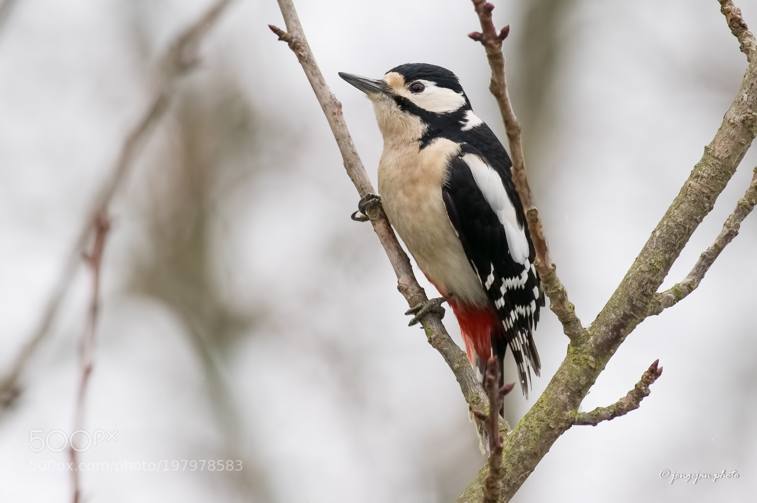 Pentax K-3 II sample photo. Great spotted woodpecker photography