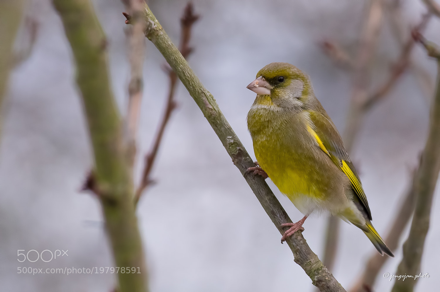 Pentax K-3 II sample photo. Greenfinch male photography