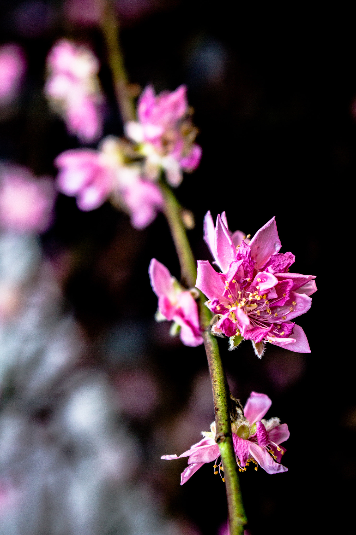 Canon EOS 700D (EOS Rebel T5i / EOS Kiss X7i) sample photo. Last day of the old year photography