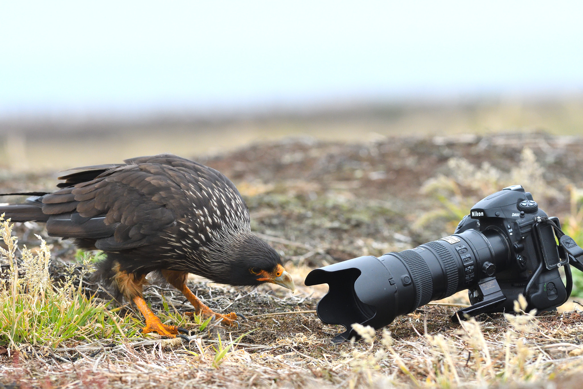 Nikon D500 + Nikon AF-S Nikkor 300mm F2.8G ED VR II sample photo. Camera inspection photography