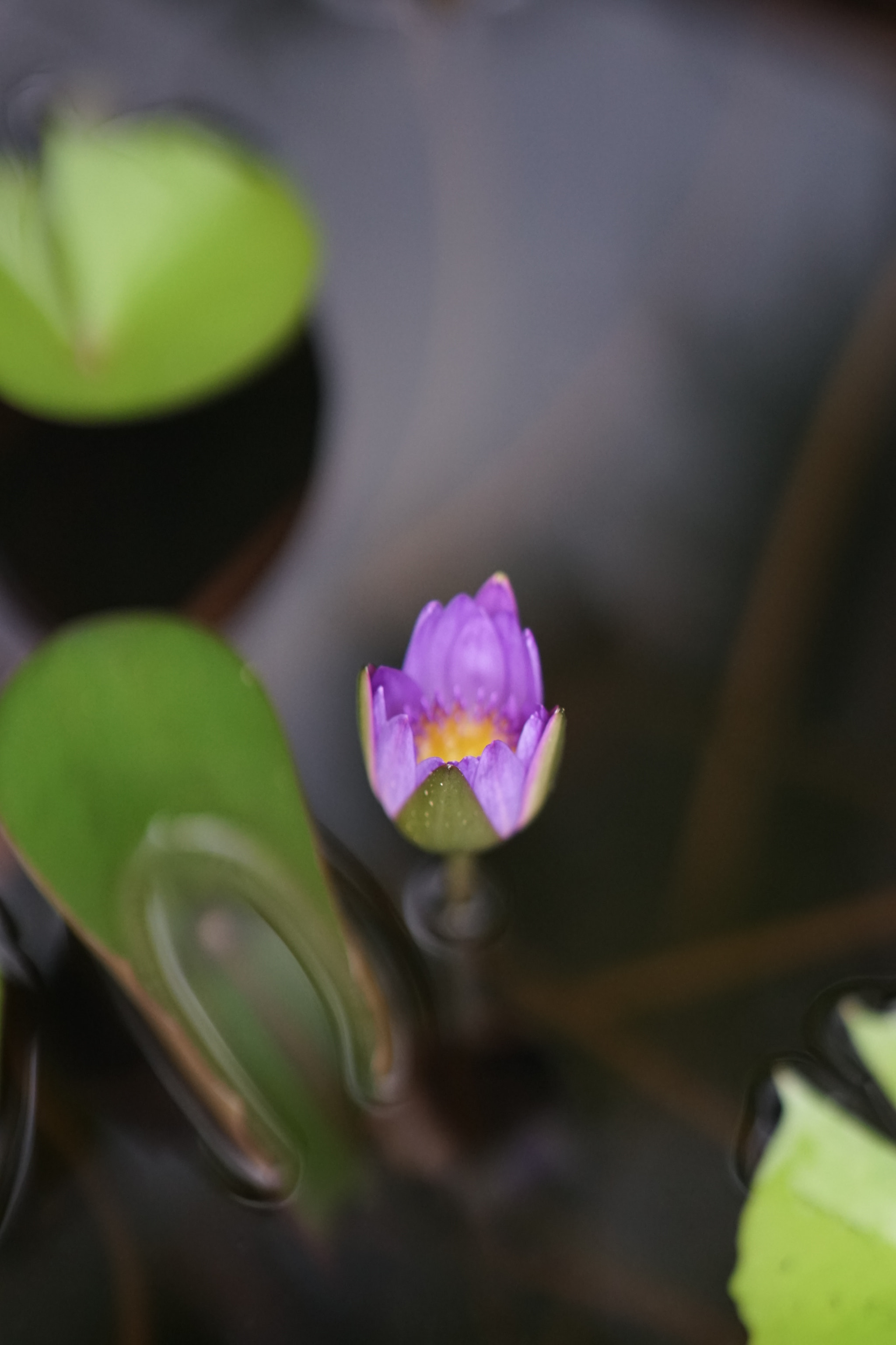 Sony Sonnar T* 135mm F1.8 ZA sample photo. 31964304773.jpg photography