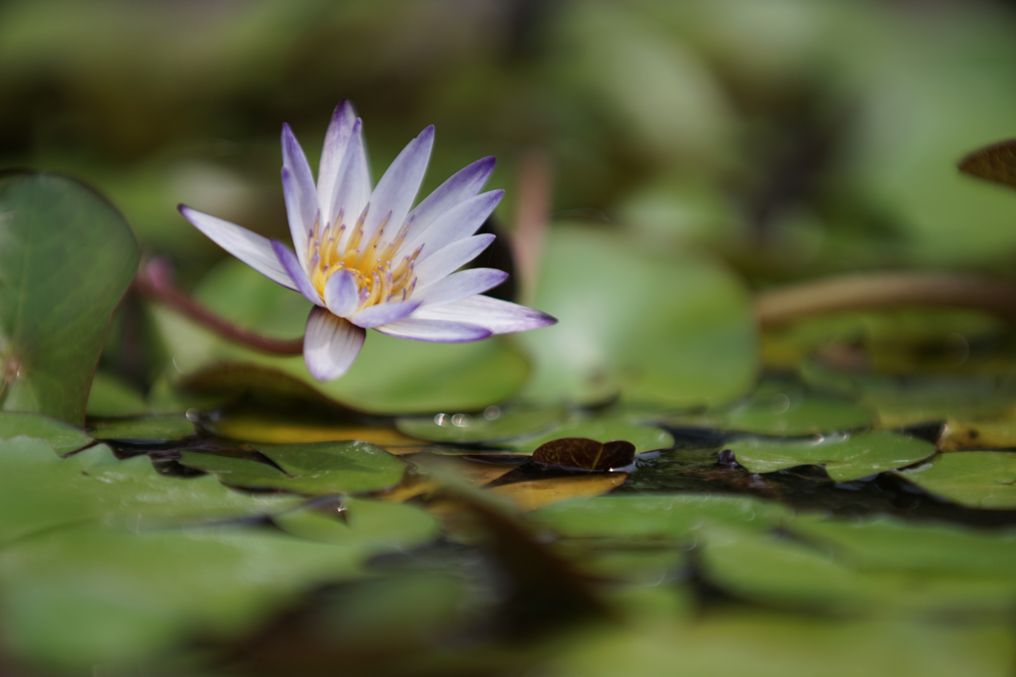 Minolta/Sony AF 70-200mm F2.8 G sample photo. 31964297223.jpg photography