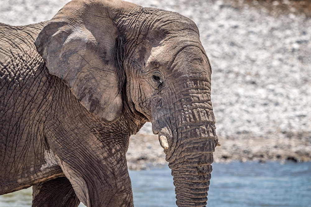 Nikon AF-S Nikkor 600mm F4E FL ED VR sample photo