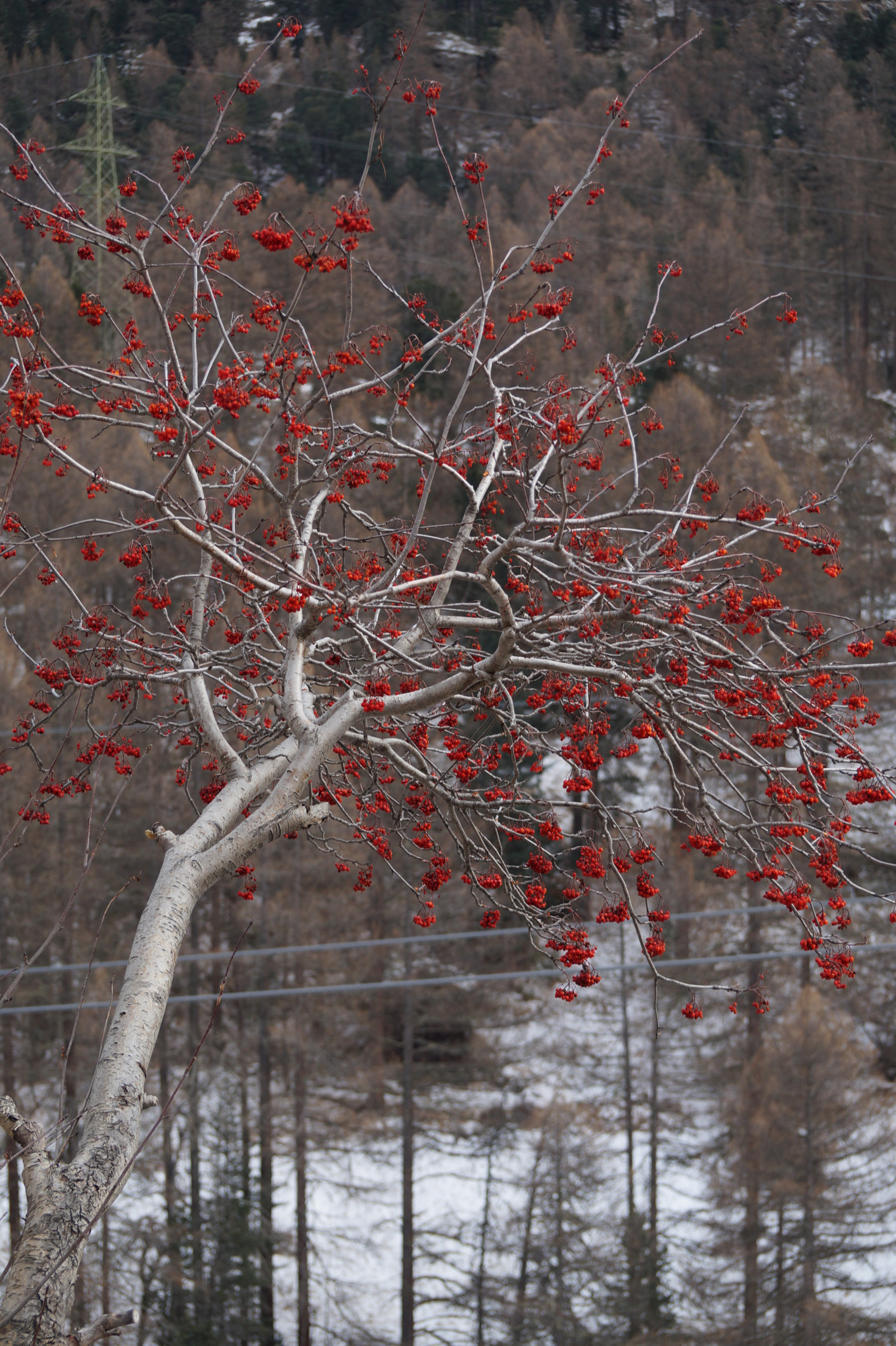 Sony DT 55-300mm F4.5-5.6 SAM sample photo. Some color in wintertime photography
