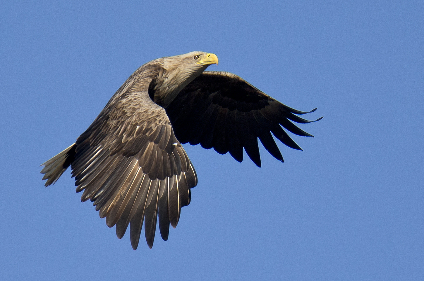 Canon EOS-1D X + Canon EF 400mm F2.8L IS II USM sample photo. White tailed eagle photography