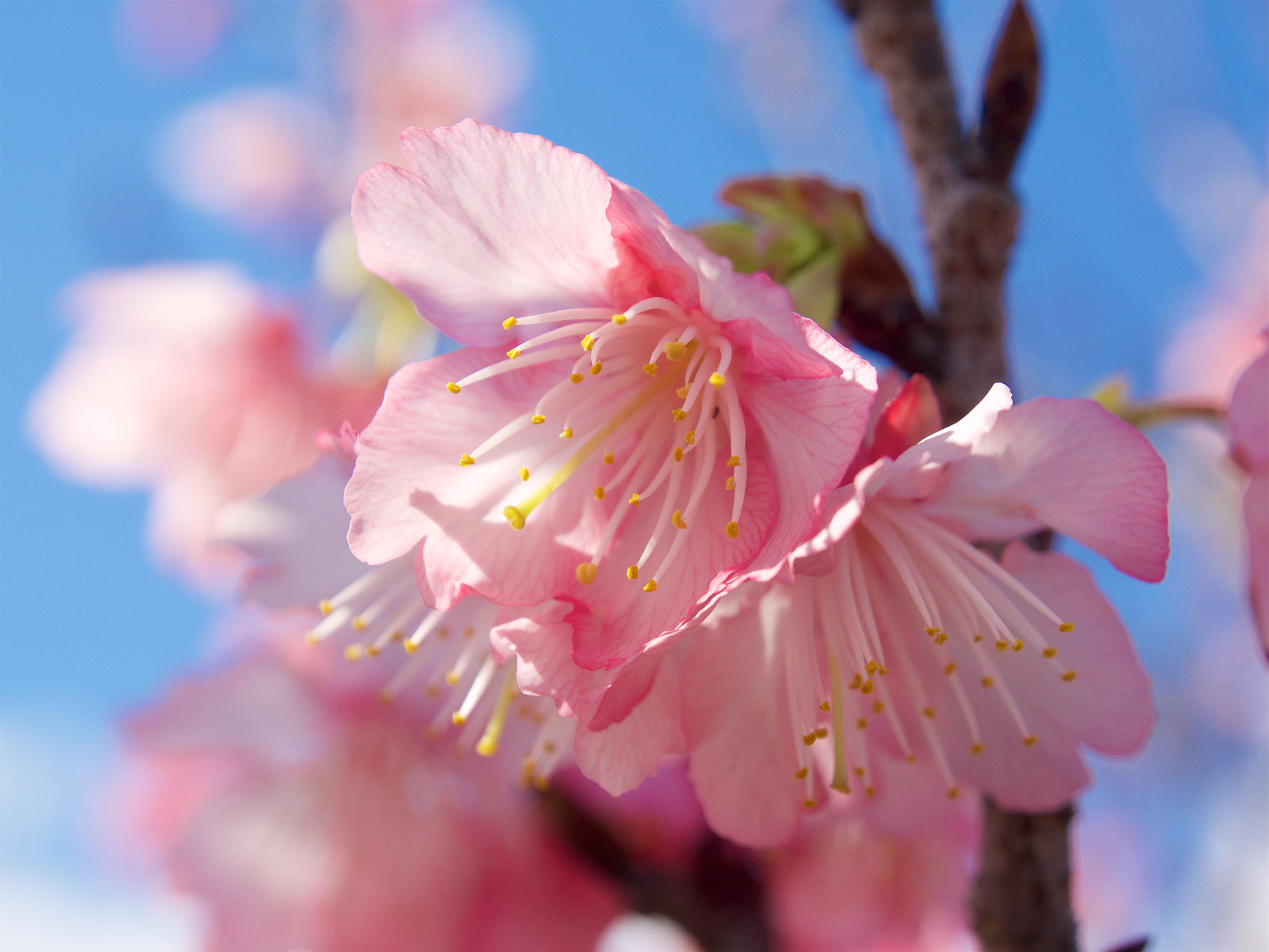 Olympus OM-D E-M1 sample photo. Cherry blossoms in okinawa photography