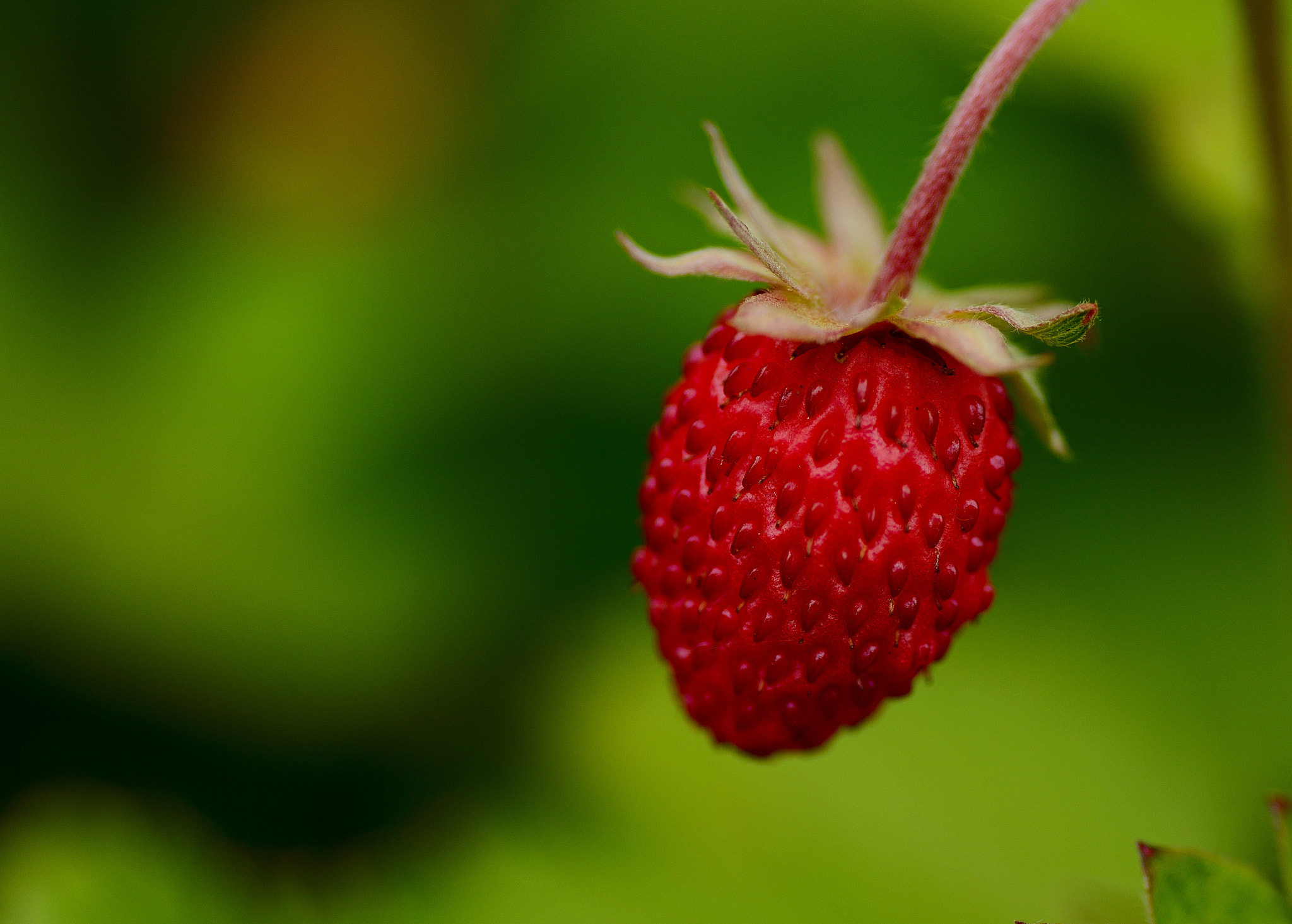 Nikon D7100 sample photo. Wild strawberries photography