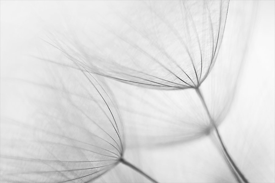 Canon EF 100mm F2.8 Macro USM sample photo. *** photography
