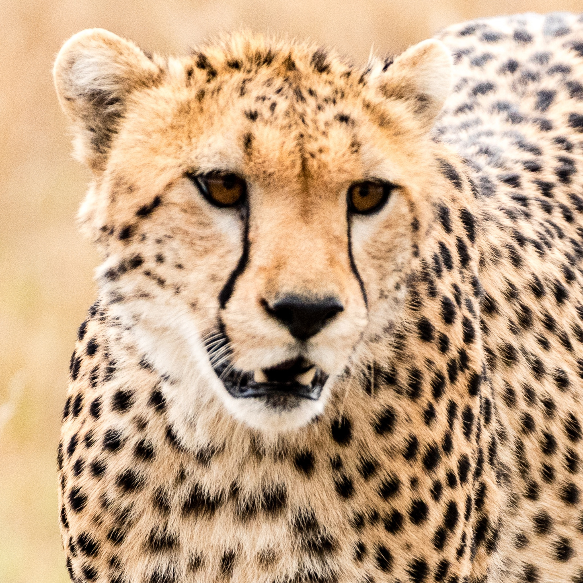 Nikon AF-S Nikkor 200-400mm F4G ED VR II sample photo. Portrait of a cheetah, masai mara, kenya photography