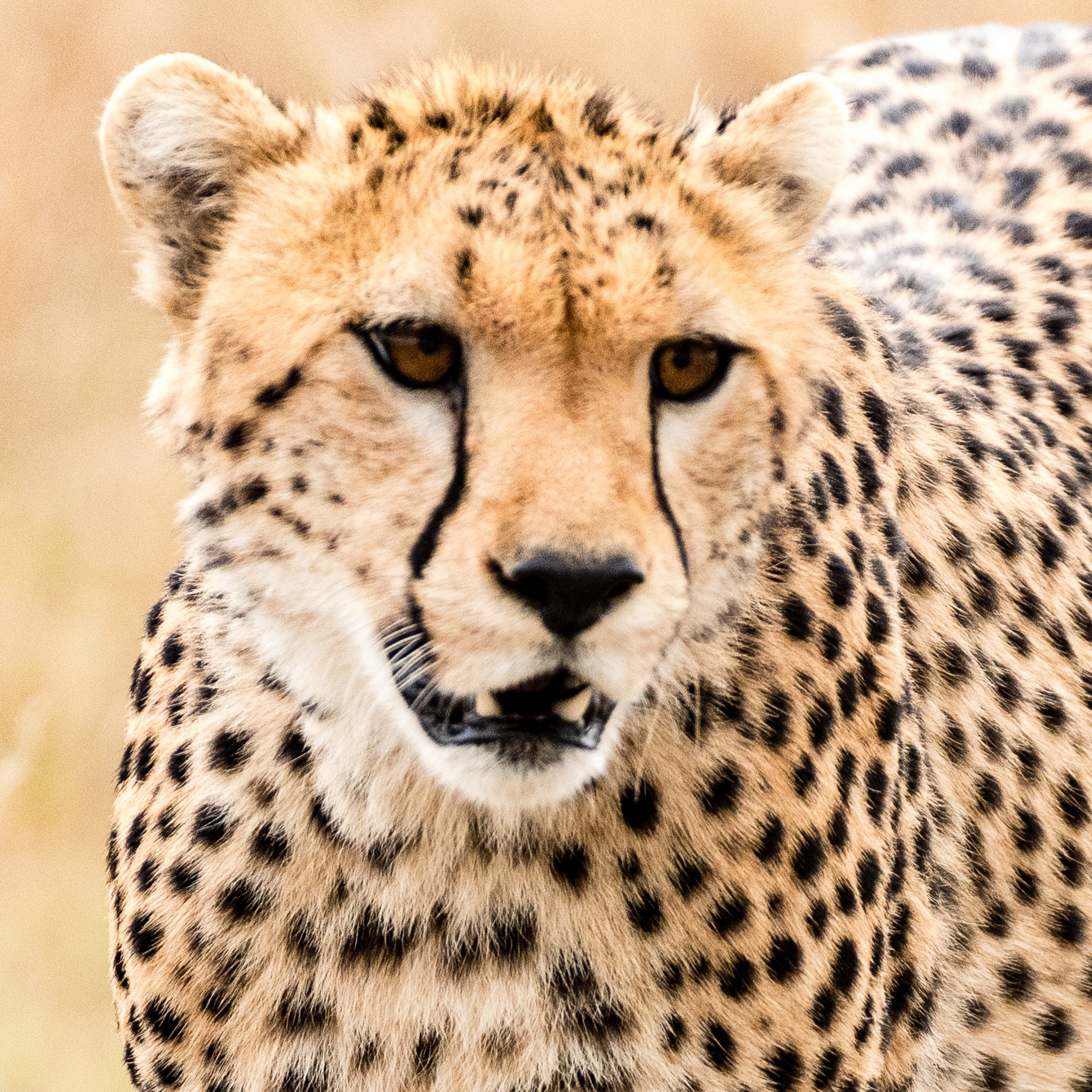 Nikon D500 sample photo. Portrait of a cheetah, masai mara, kenya photography