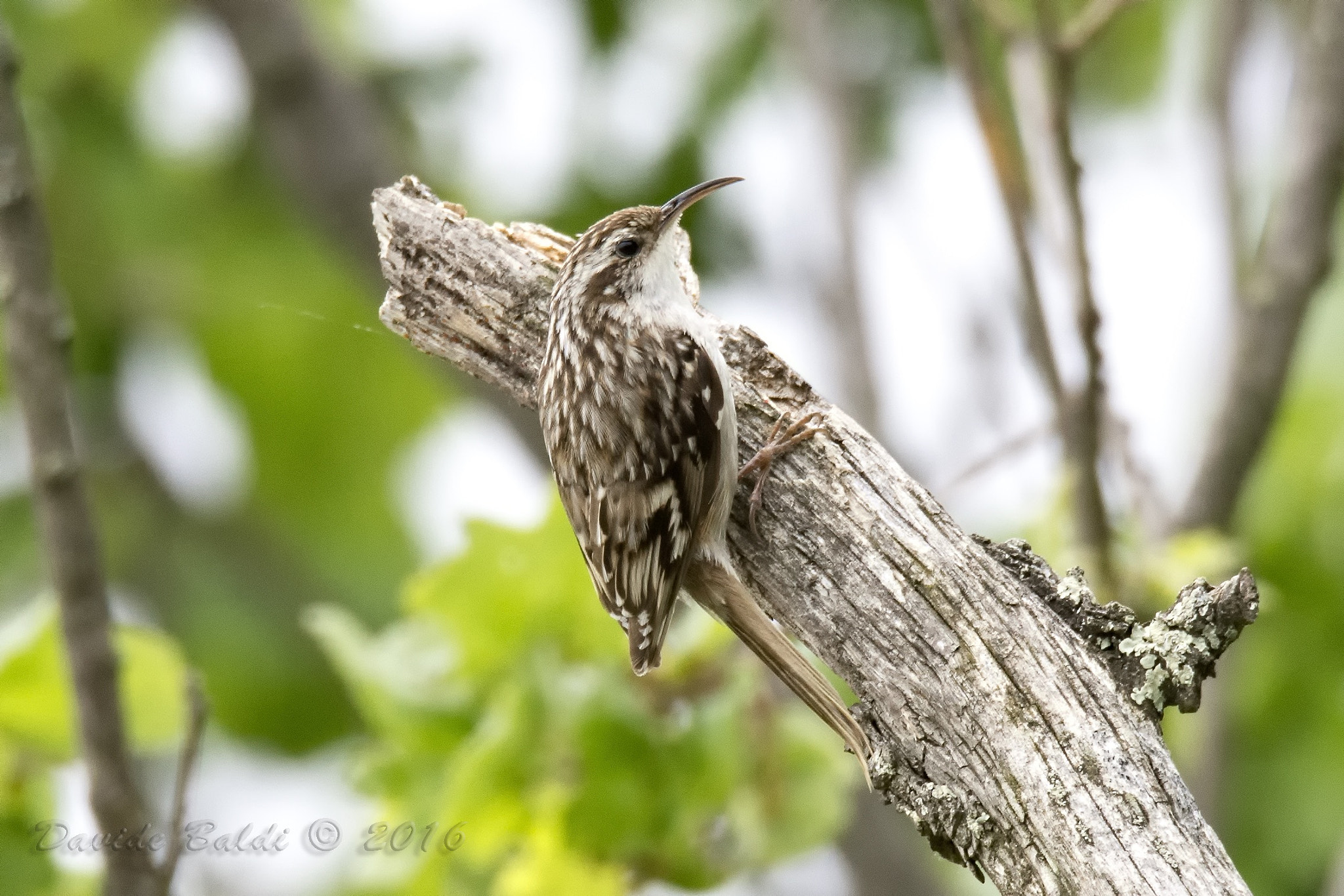 Sigma 150-600mm F5-6.3 DG OS HSM | S sample photo. Rampichino photography