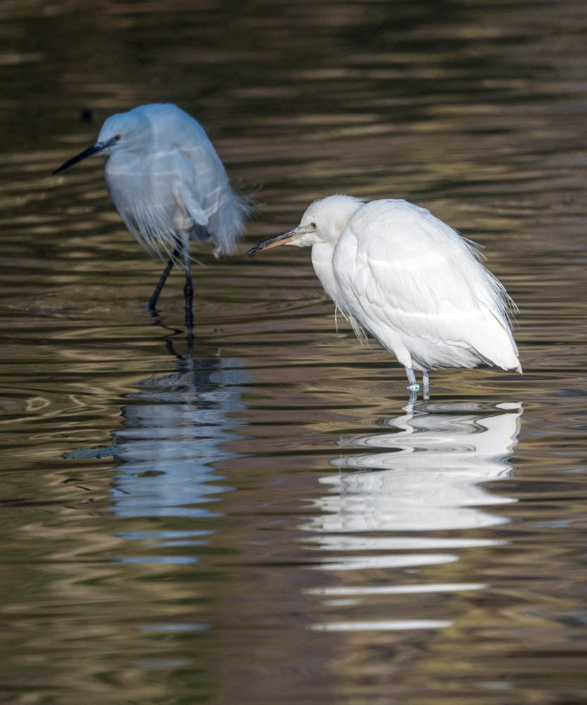 Nikon Nikkor AF-S 300mm F4E PF ED VR sample photo. Hérons  photography