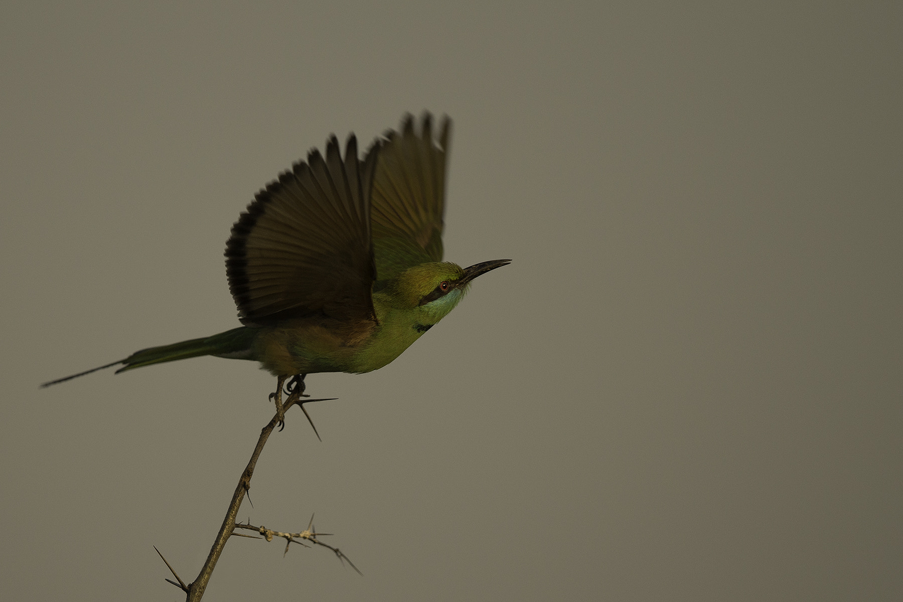 Canon EOS-1D X + Canon EF 600mm F4L IS II USM sample photo. Bee-eater photography