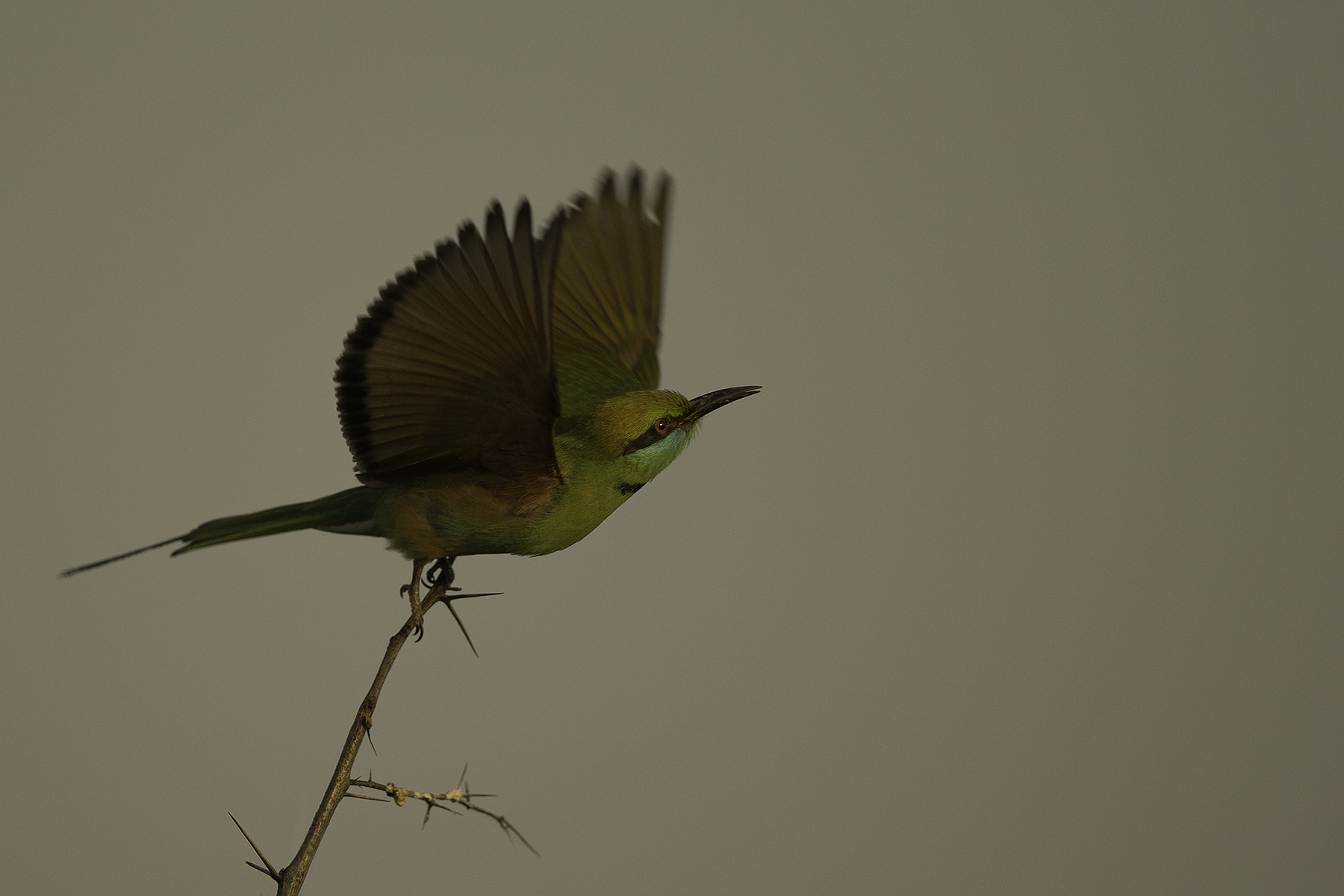 Canon EF 600mm F4L IS II USM sample photo. Bee-eater photography