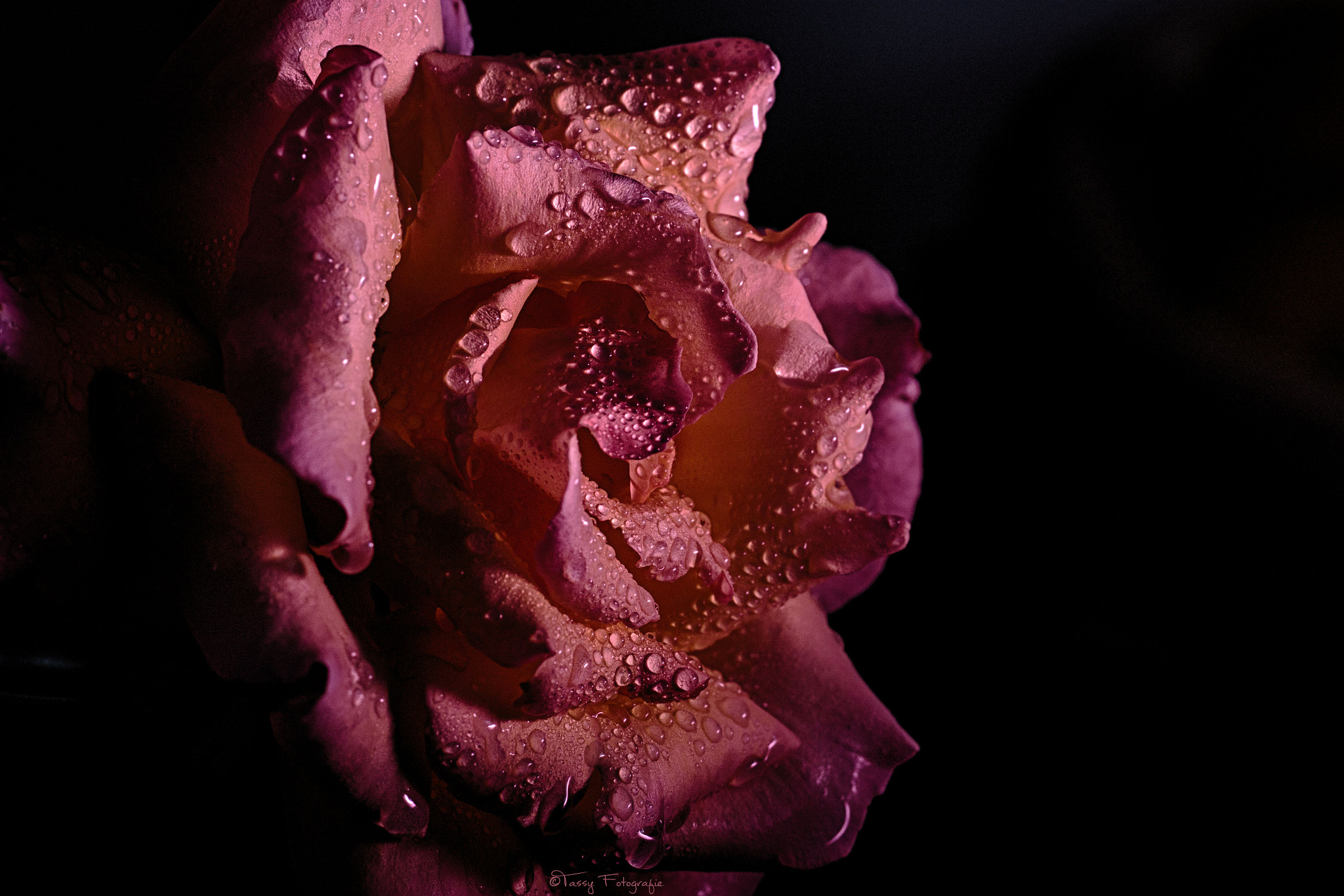 Canon EOS 500D (EOS Rebel T1i / EOS Kiss X3) sample photo. Rained rose photography