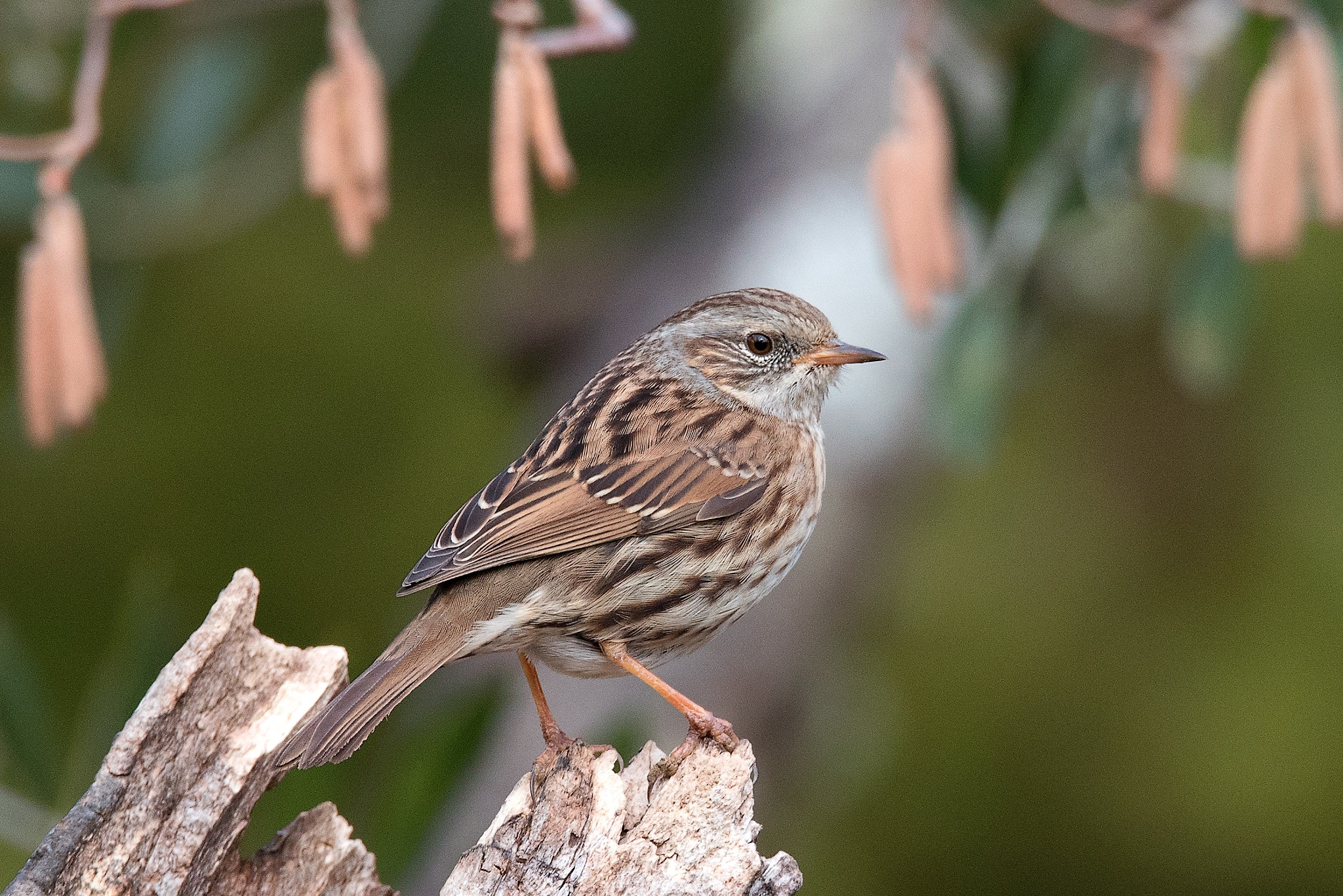 Sigma 150-600mm F5-6.3 DG OS HSM | S sample photo. Passera scopaiola photography