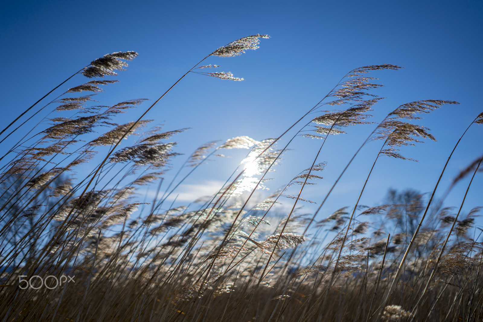 Sony FE 28mm F2 sample photo. Winter morning photography